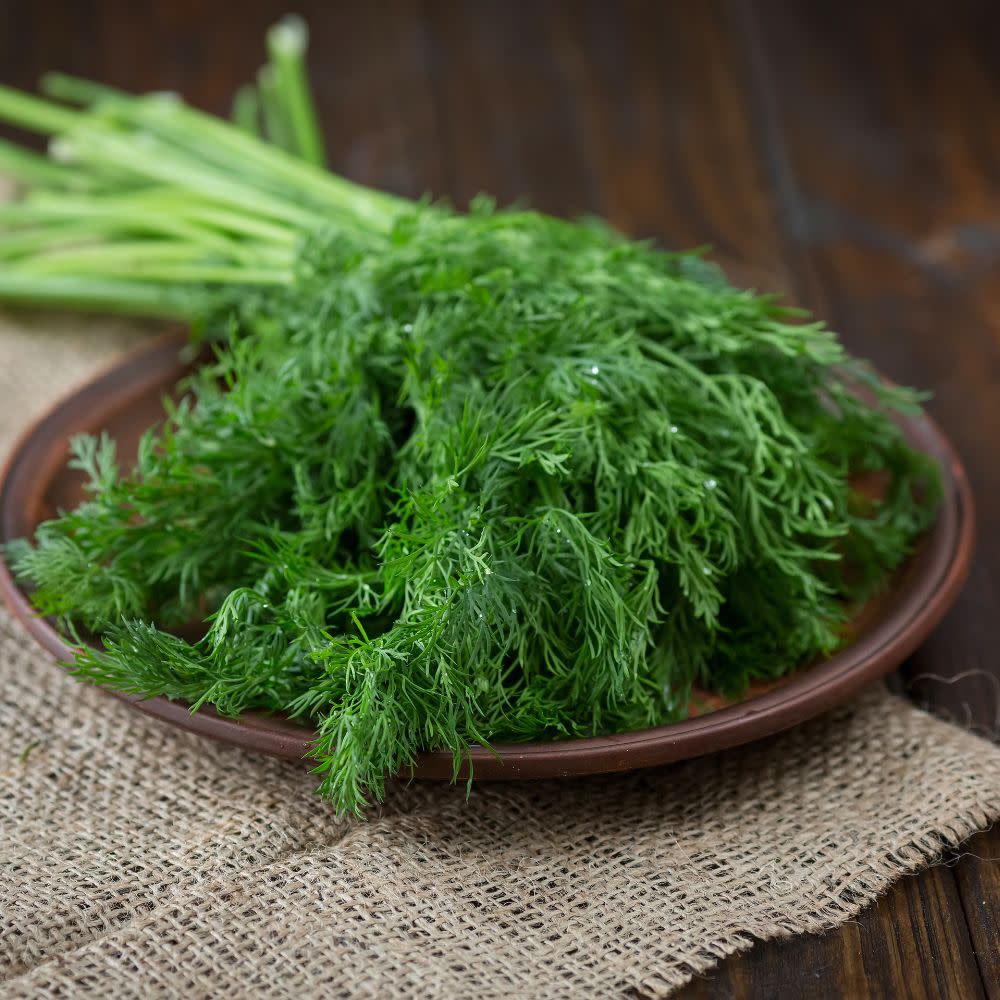 Proven Selections® Hedger Dill (Anethum graveolens)