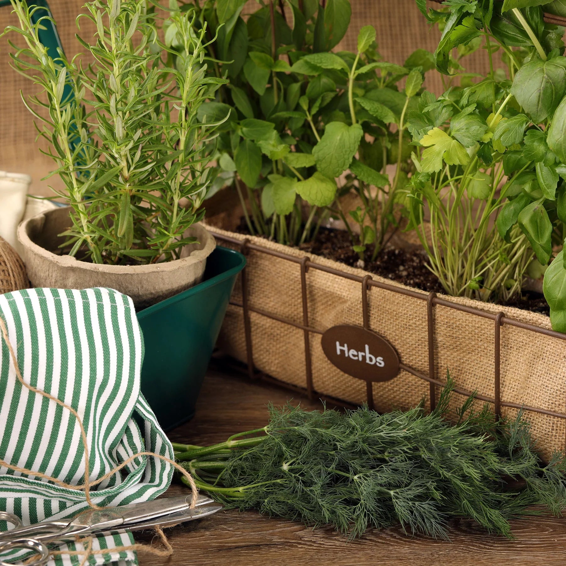 Proven Selections® Hedger Dill (Anethum graveolens)