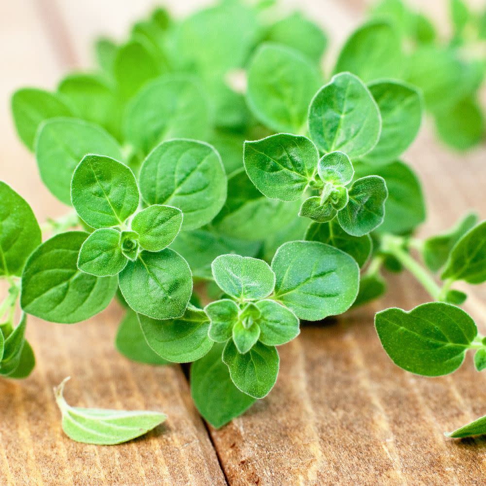 Proven Selections® Greek Oregano (Origanum vulgare)
