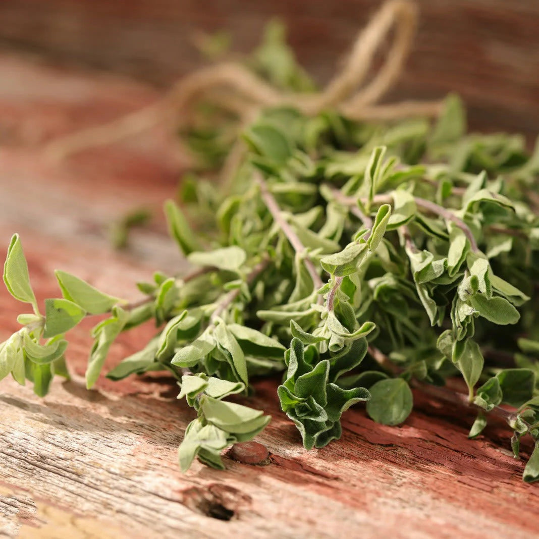 Proven Selections® Greek Oregano (Origanum vulgare)