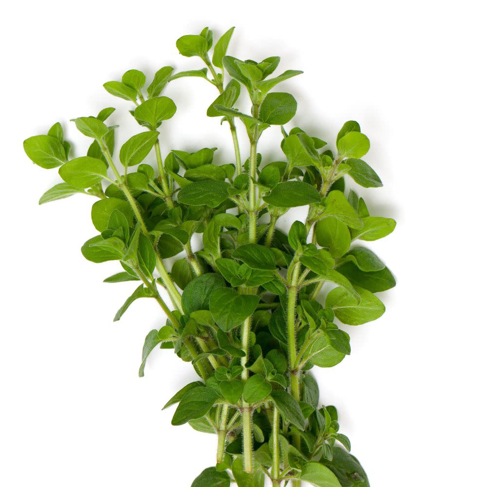 Proven Selections® Greek Oregano (Origanum vulgare)