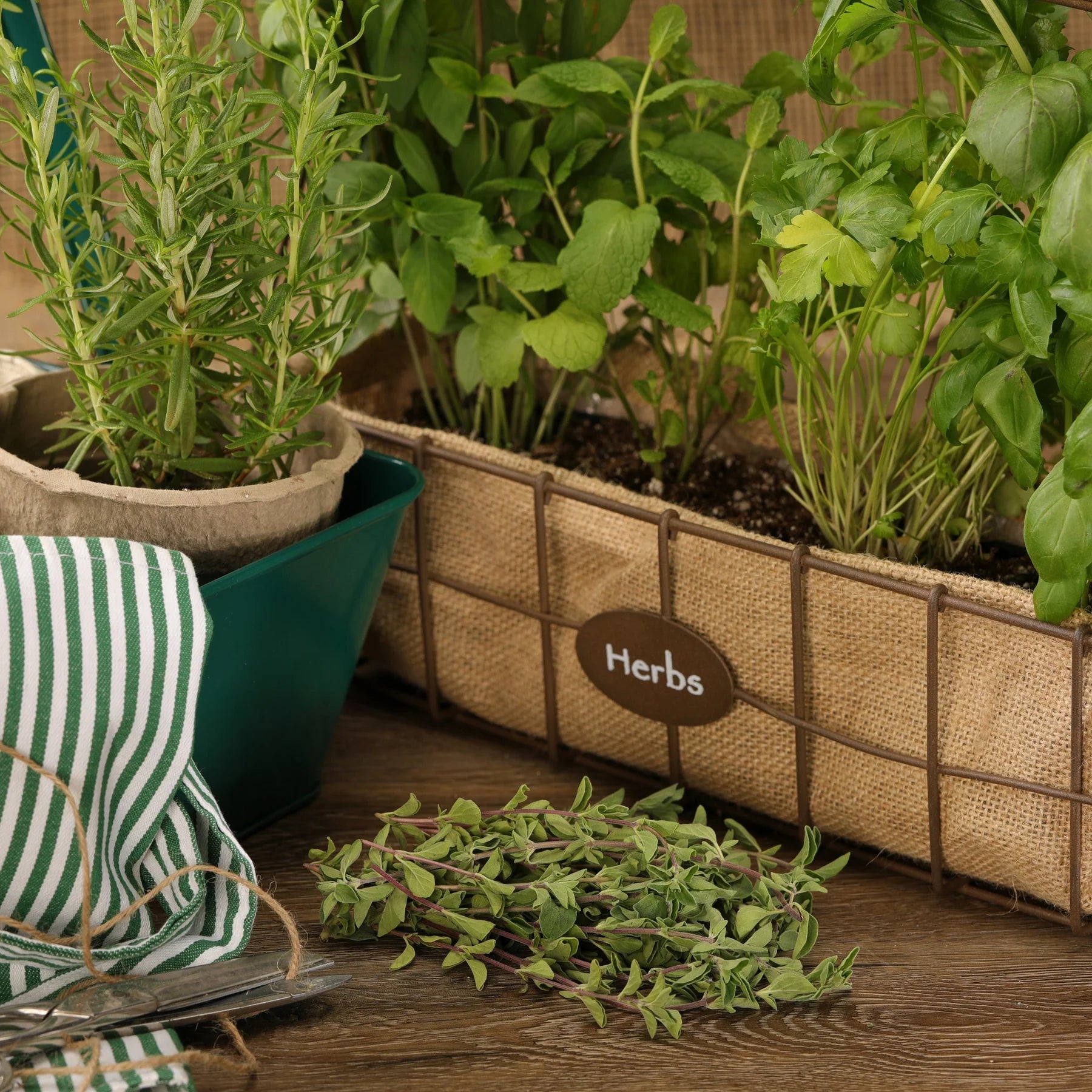 Proven Selections® Greek Oregano (Origanum vulgare)