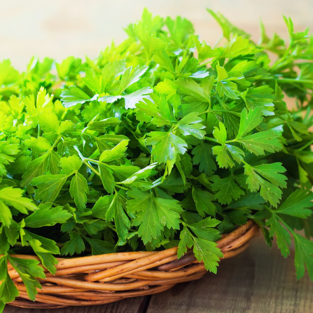 Proven Selections® Flat Leaf Parsley (Petroselinum neapolitanum)