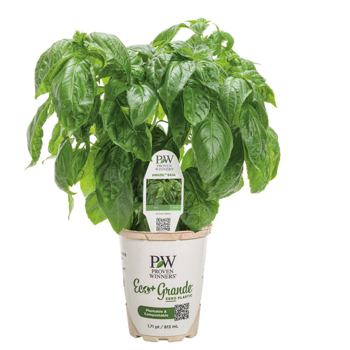 Proven Harvest Amazel Basil® Sweet Italian Basil (Ocimum hybrid)