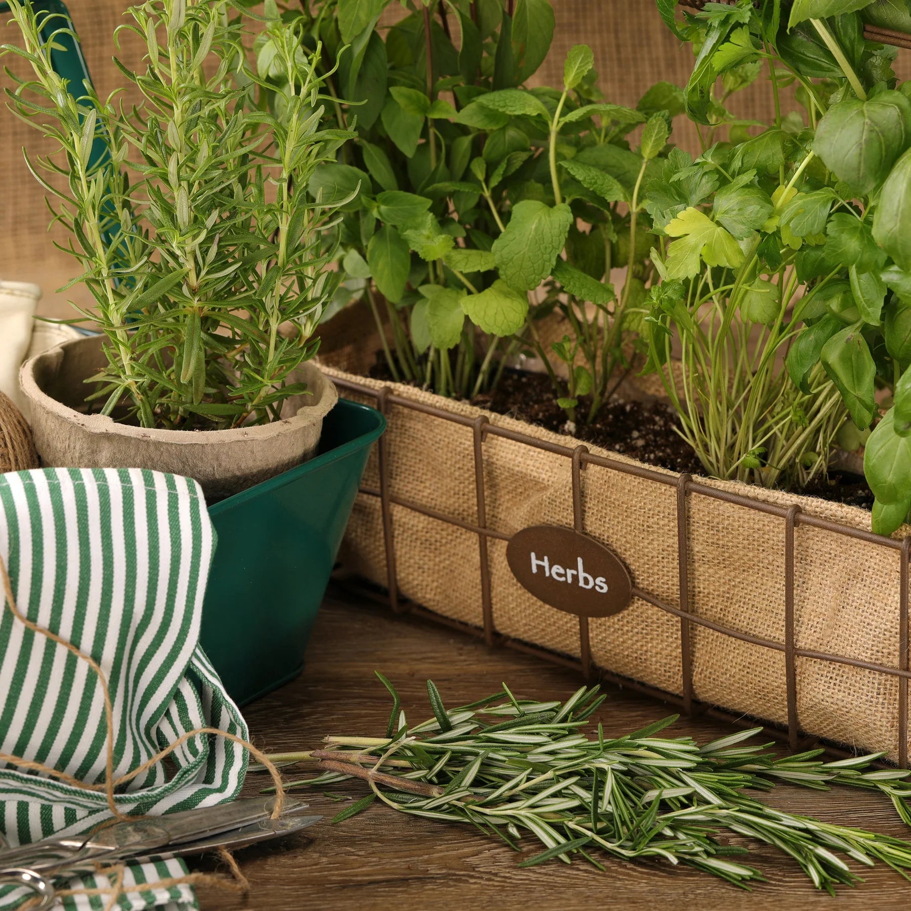 Proven Selections® Prime Rosemary (Salvia rosmarinus)