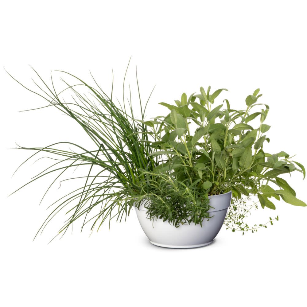 Proven Selections® Prime Rosemary (Salvia rosmarinus)