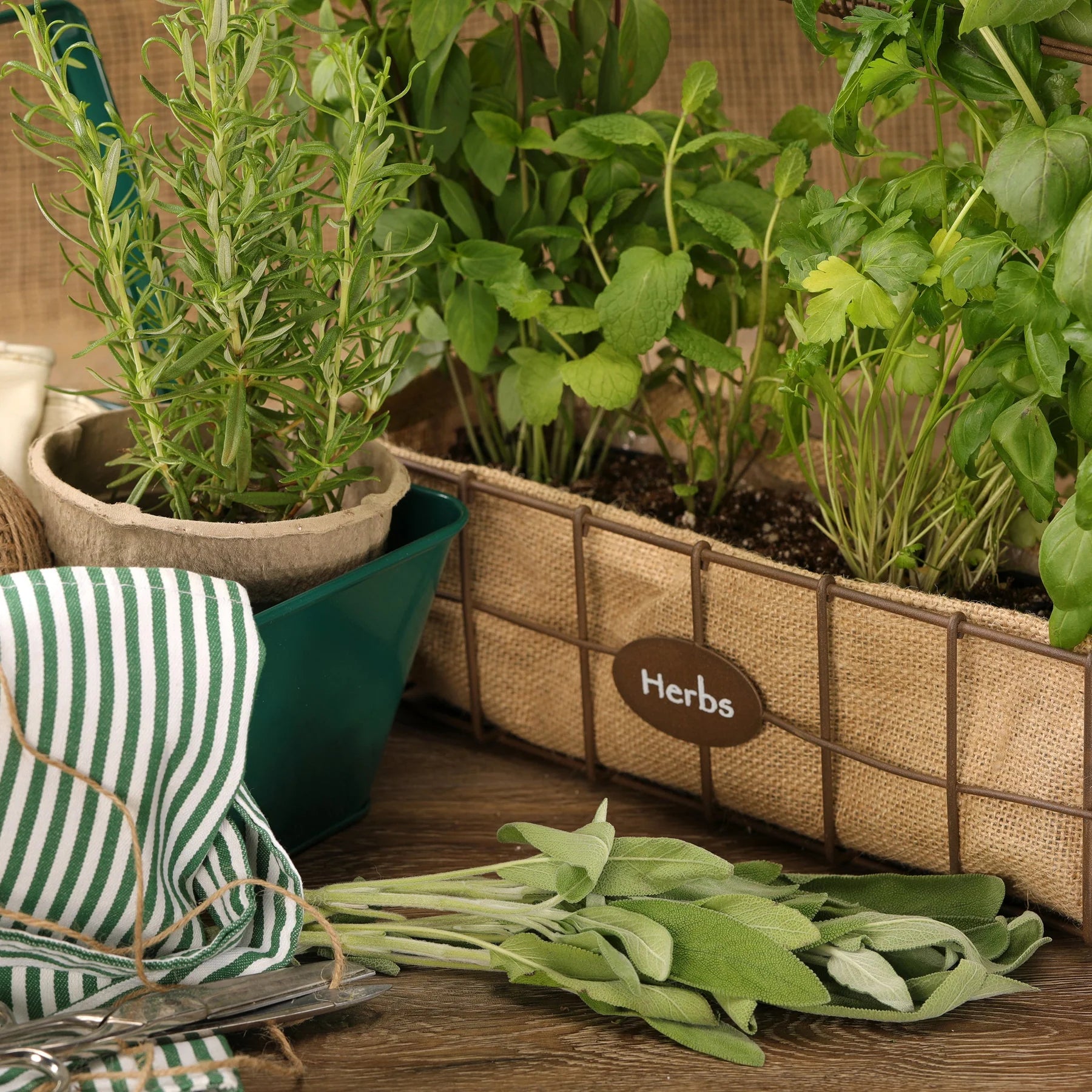 Proven Selections® Garden Sage (Salvia officinalis)