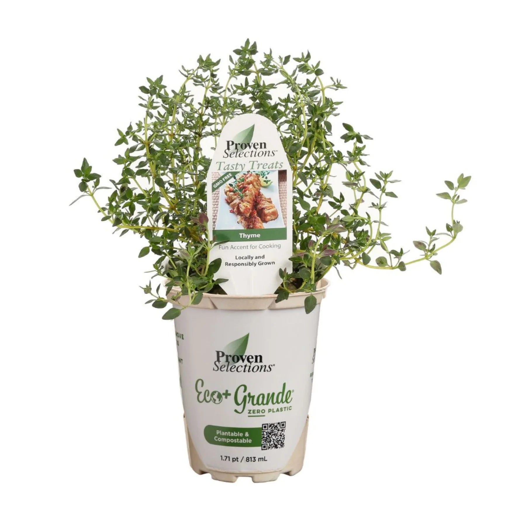 Proven Selections® Aromatic Thyme (Thymus odoratissimus)