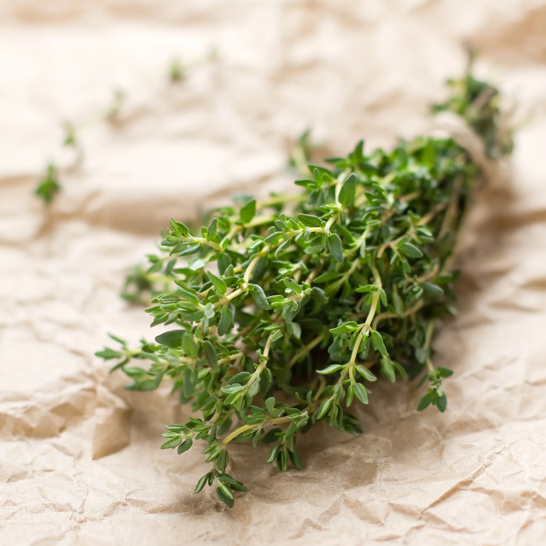 Proven Selections® Aromatic Thyme (Thymus odoratissimus)