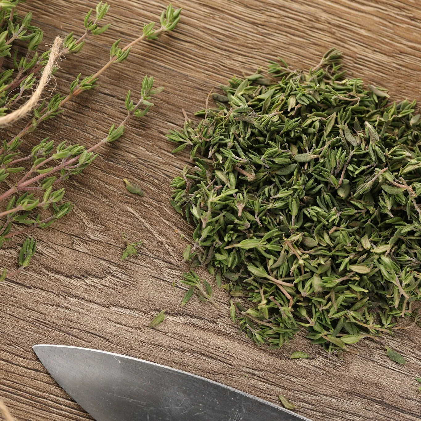 Proven Selections® Aromatic Thyme (Thymus odoratissimus)