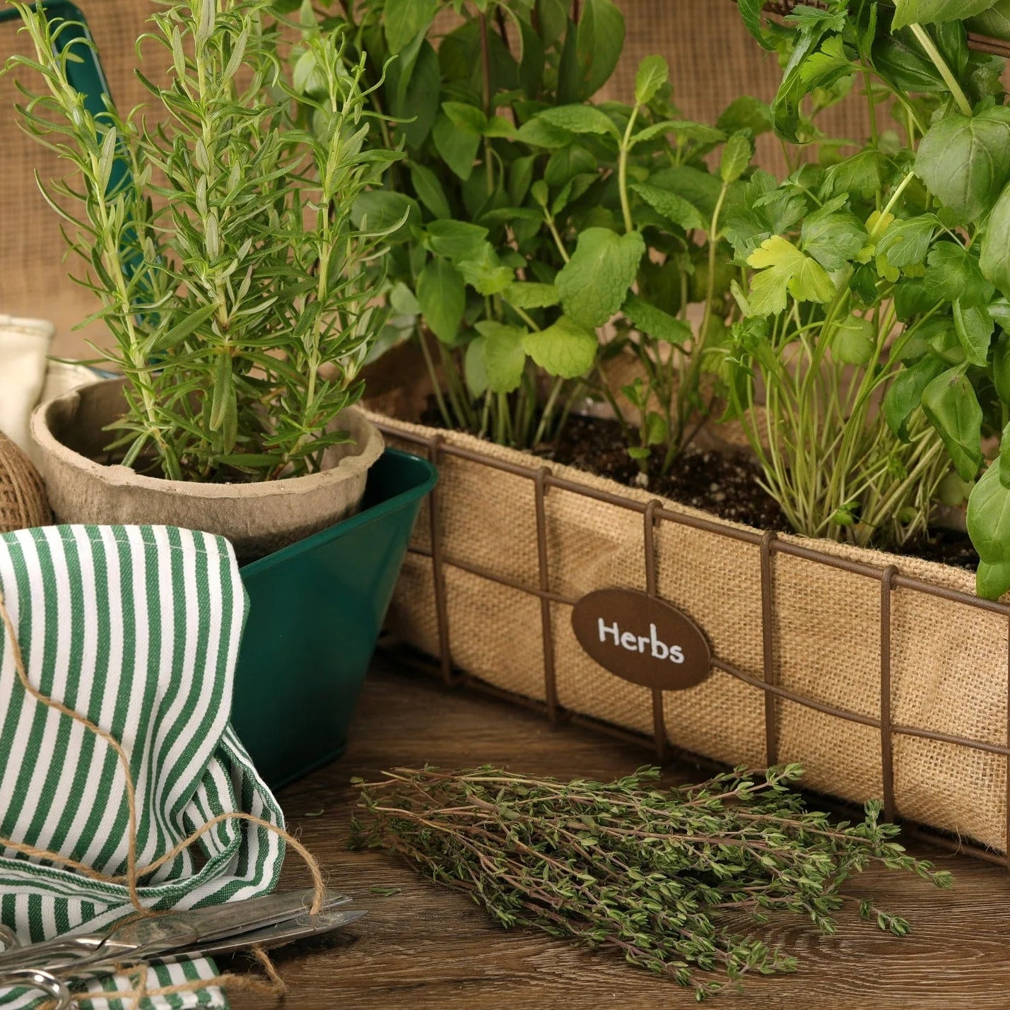 Proven Selections® Aromatic Thyme (Thymus odoratissimus)