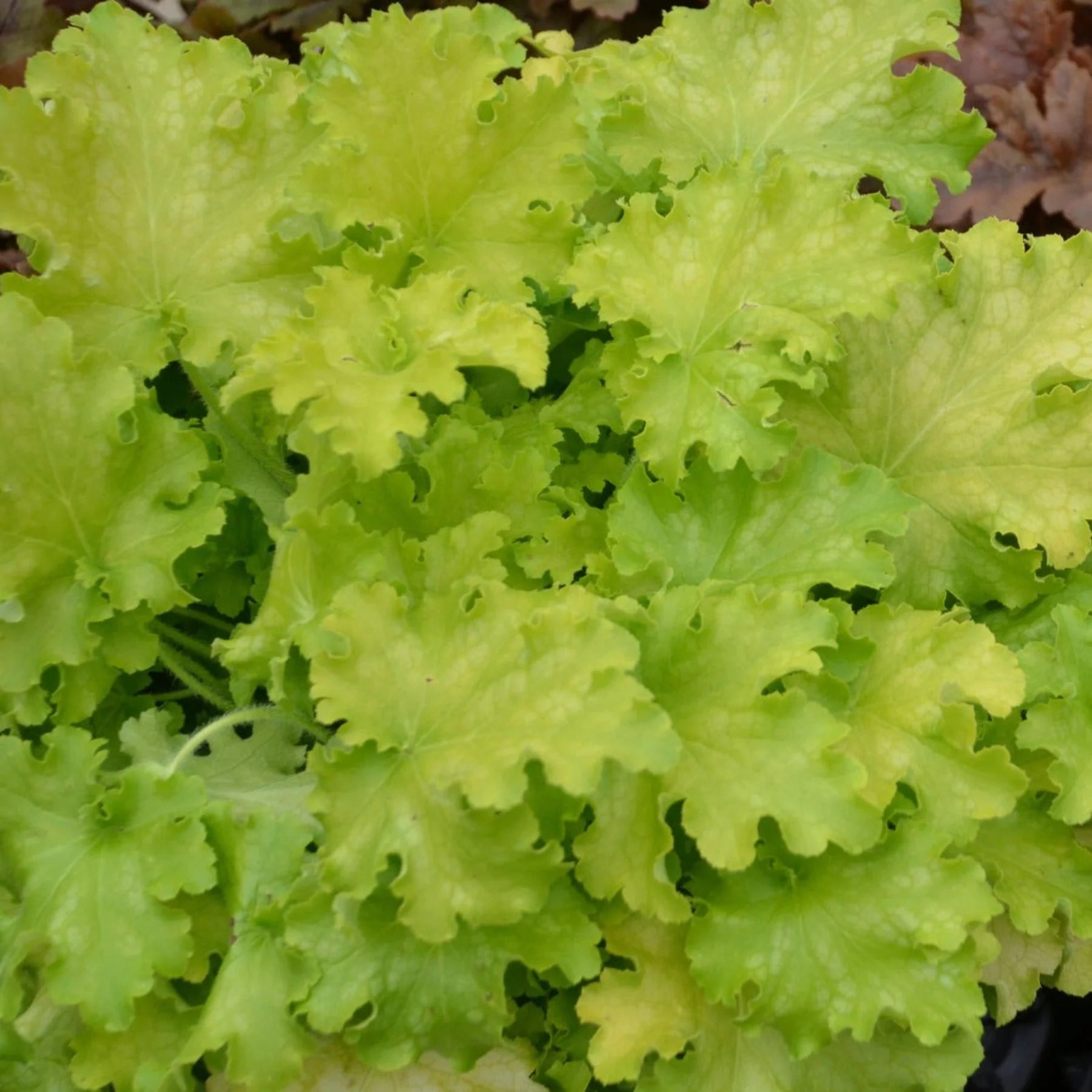 Proven Winners® Dolce® 'Apple Twist' Coral Bells (Heuchera)