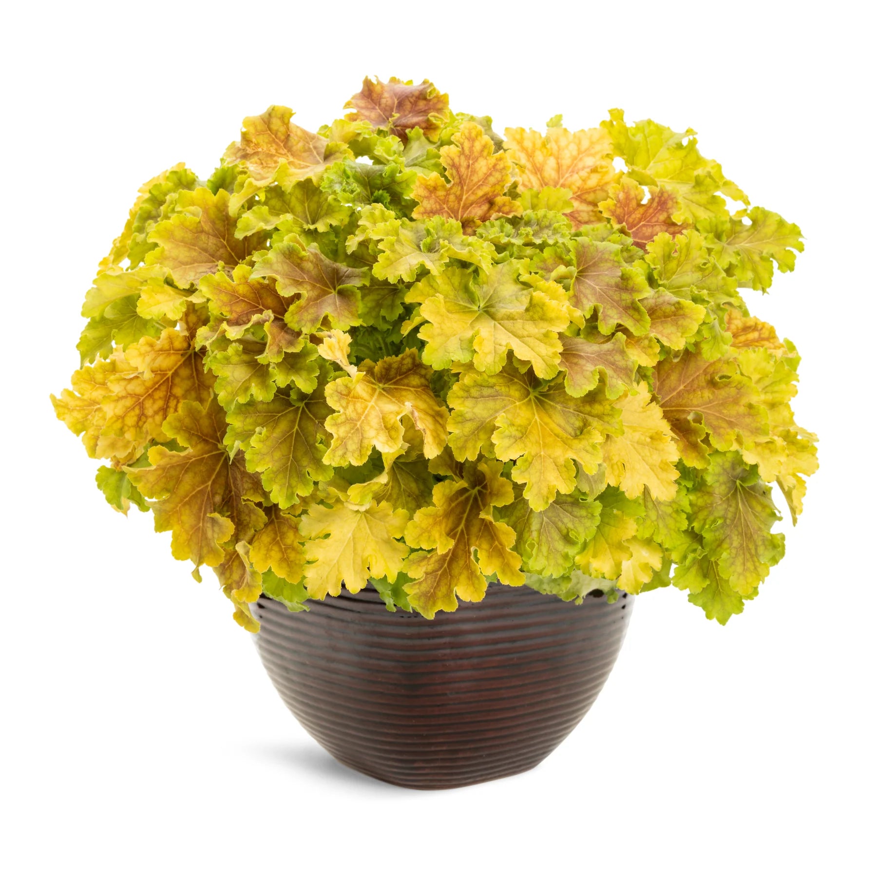 Proven Winners® Dolce® 'Apple Twist' Coral Bells (Heuchera)