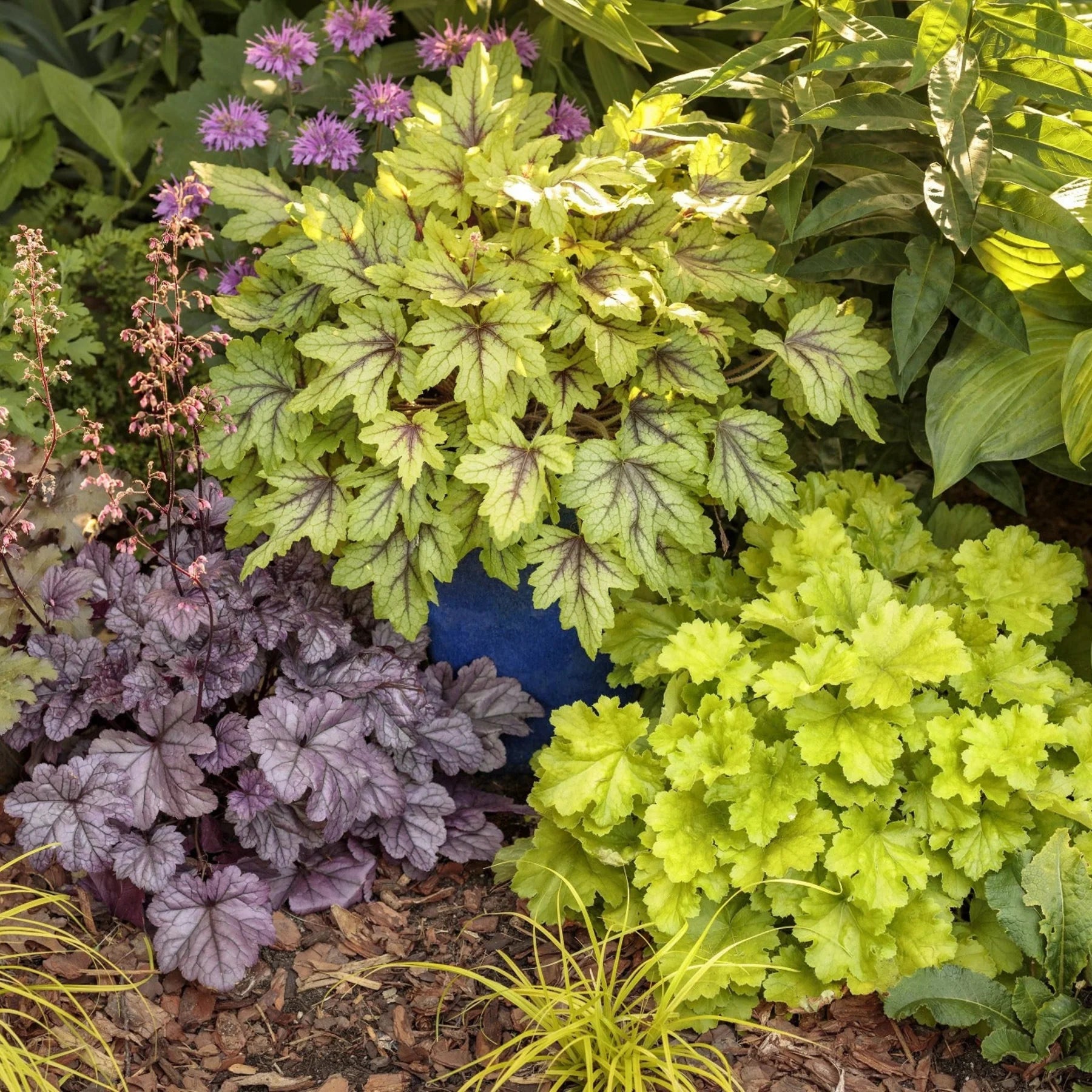 Proven Winners® Dolce® 'Apple Twist' Coral Bells (Heuchera)