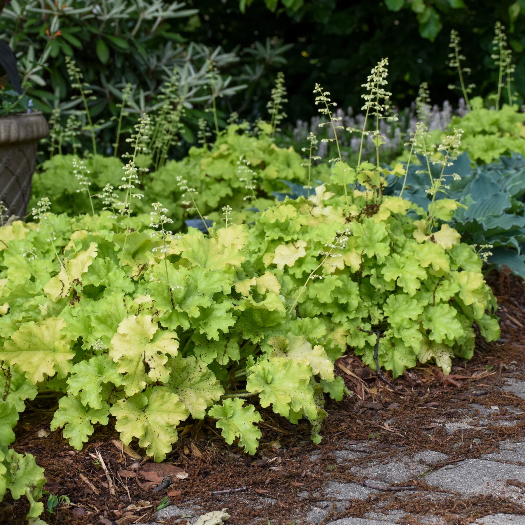 Proven Winners® Dolce® 'Apple Twist' Coral Bells (Heuchera)