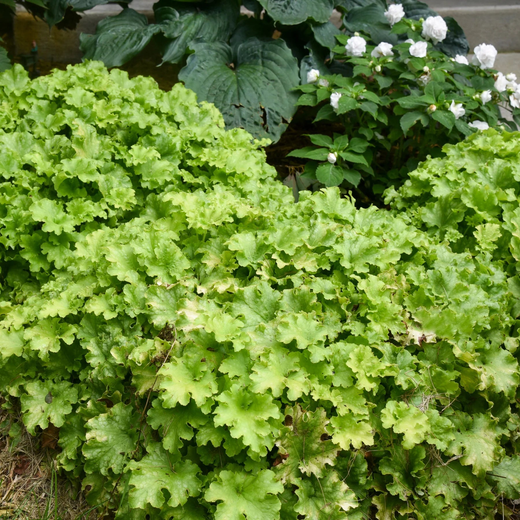 Proven Winners® Dolce® 'Apple Twist' Coral Bells (Heuchera)