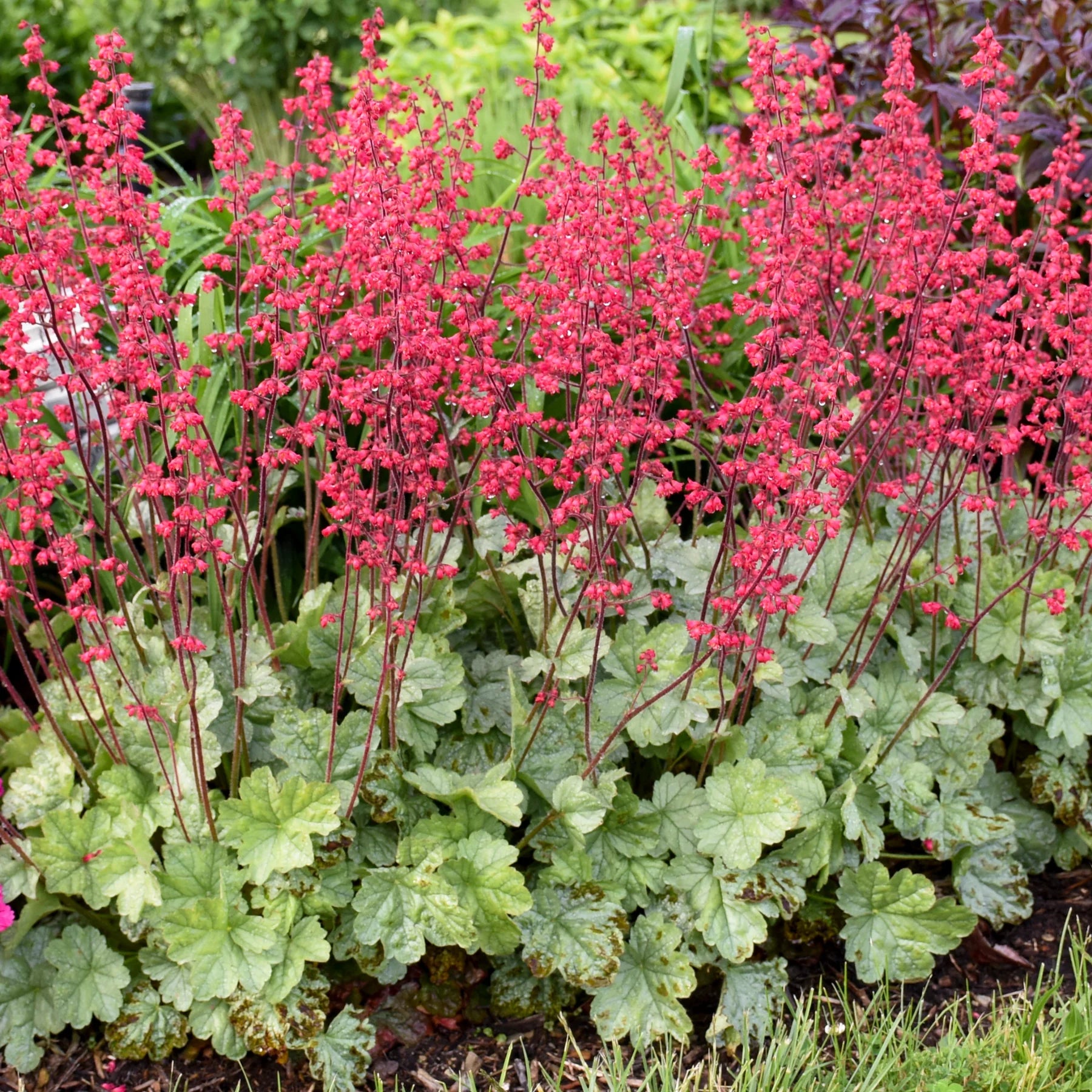 Proven Winners® Dolce® 'Spearmint' Coral Bells (Heuchera)