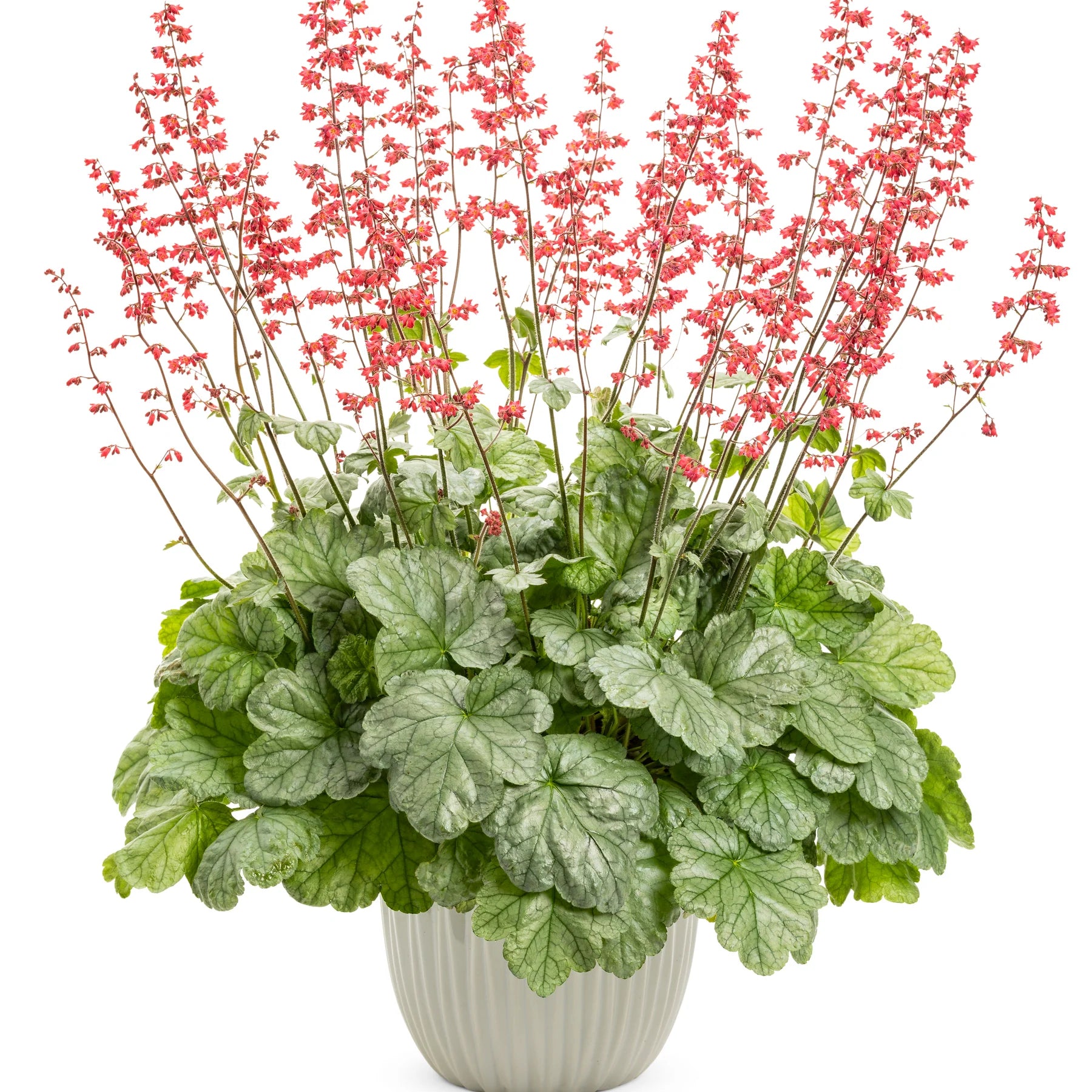 Proven Winners® Dolce® 'Spearmint' Coral Bells (Heuchera)