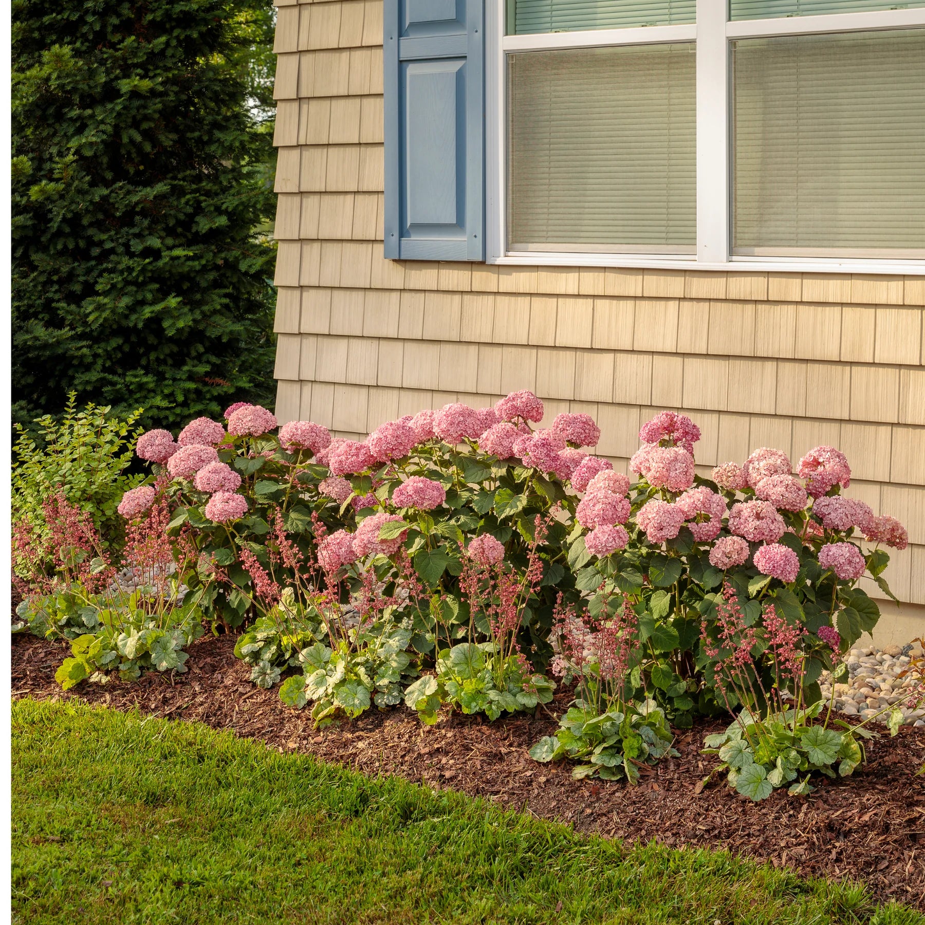 Proven Winners® Dolce® 'Spearmint' Coral Bells (Heuchera)