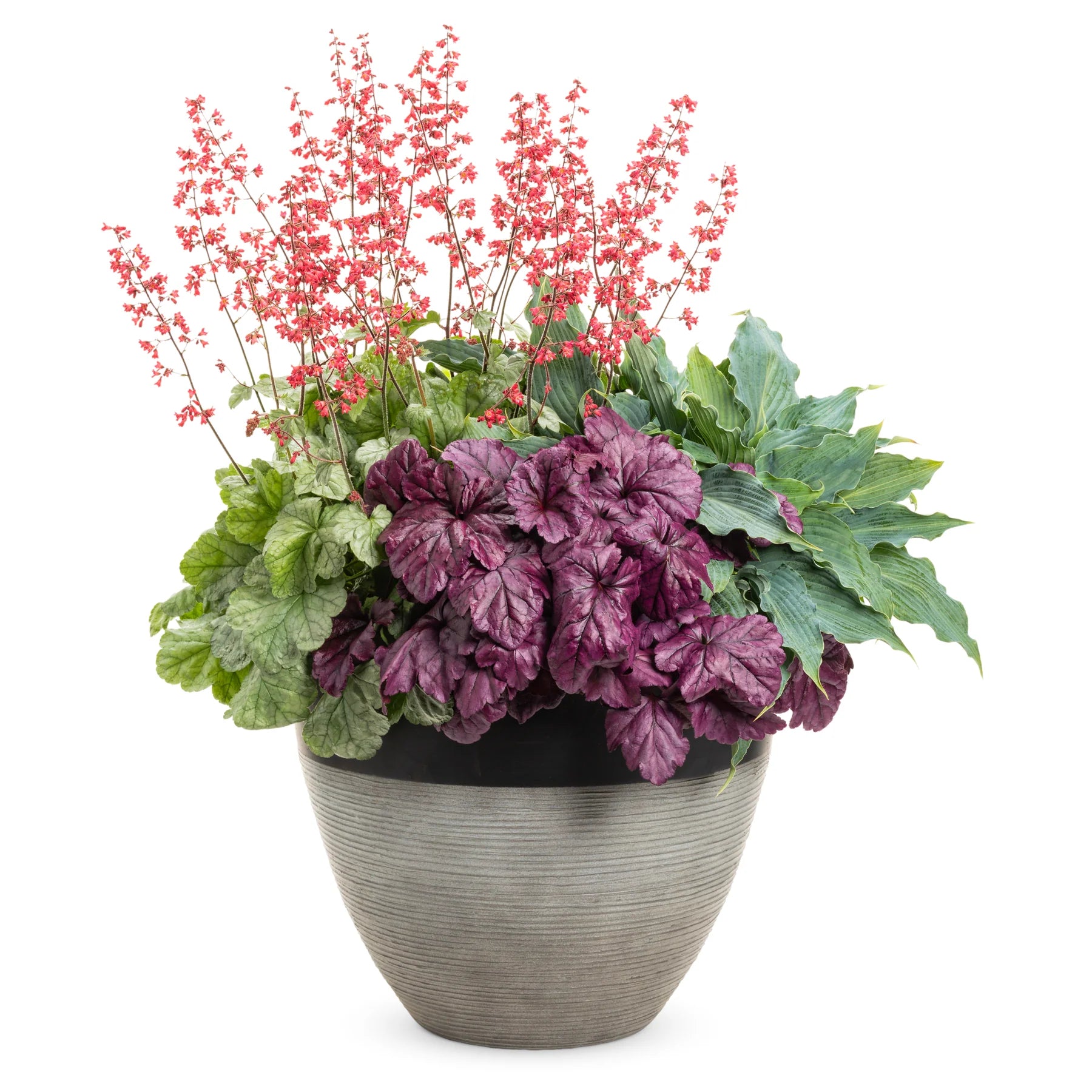 Proven Winners® Dolce® 'Spearmint' Coral Bells (Heuchera)