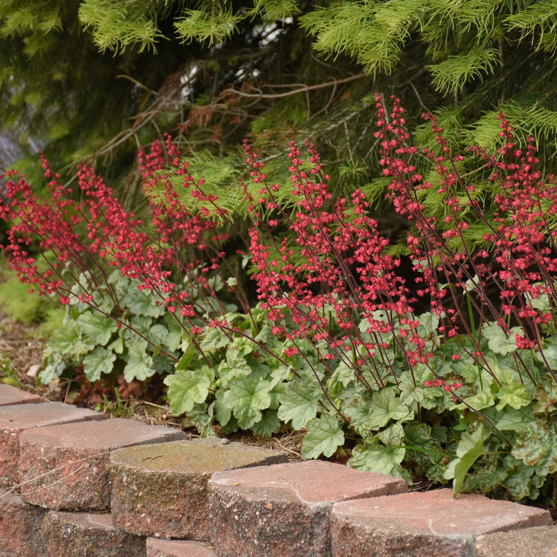 Proven Winners® Dolce® 'Spearmint' Coral Bells (Heuchera)