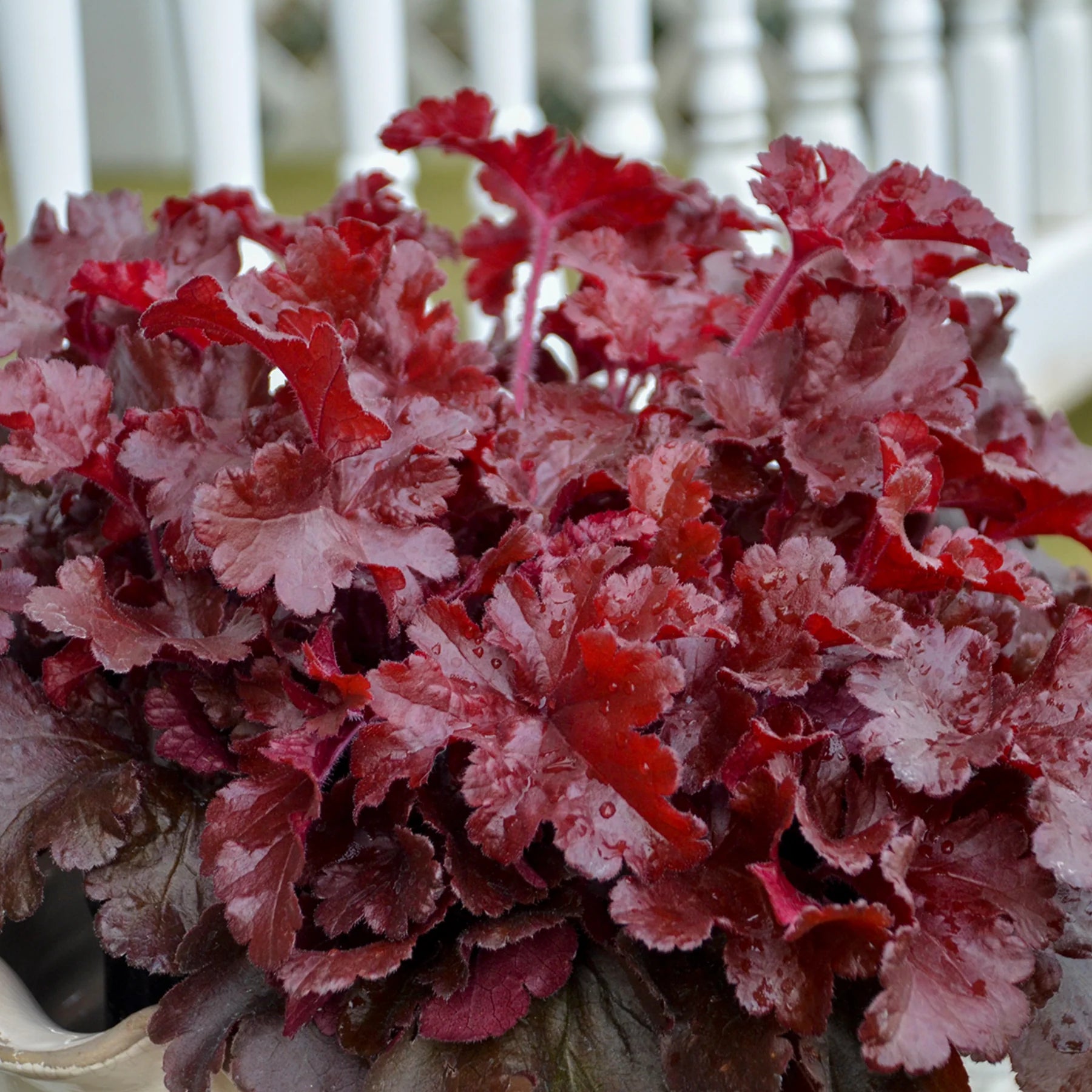 Proven Winners® Dolce® 'Cherry Truffles' Coral Bells (Heuchera)