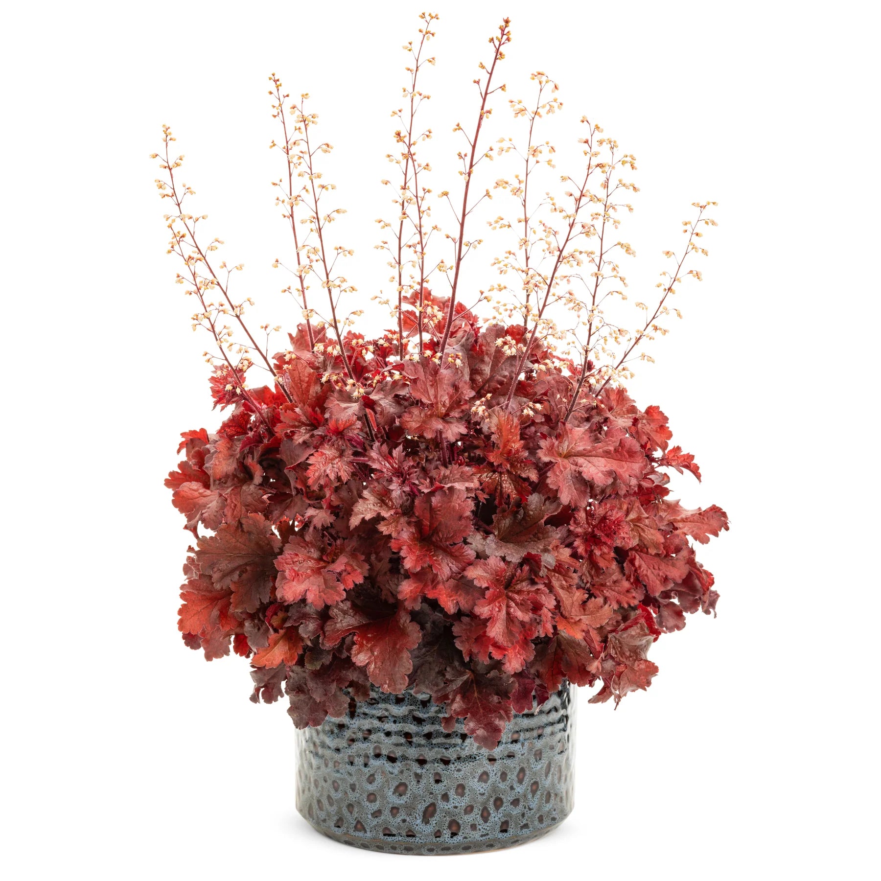 Proven Winners® Dolce® 'Cherry Truffles' Coral Bells (Heuchera)