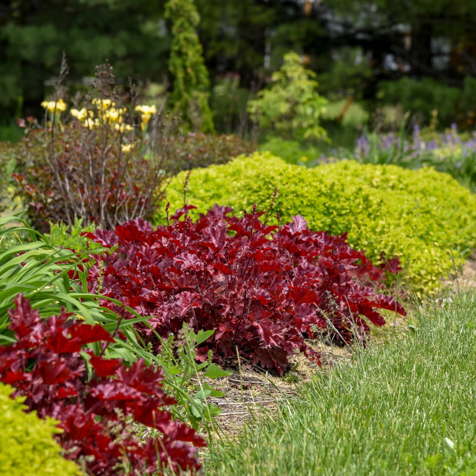 Proven Winners® Dolce® 'Cherry Truffles' Coral Bells (Heuchera)