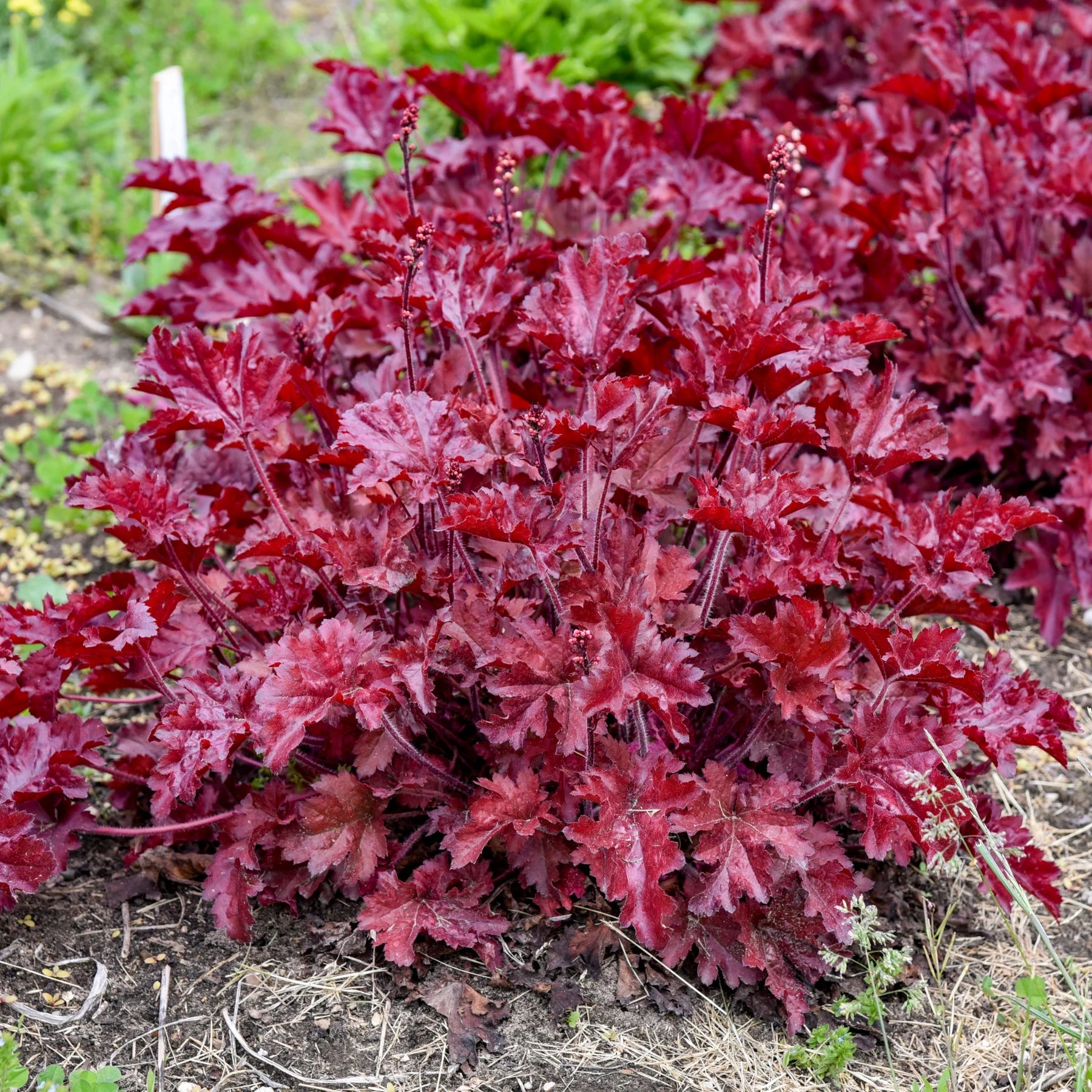 Proven Winners® Dolce® 'Cherry Truffles' Coral Bells (Heuchera)