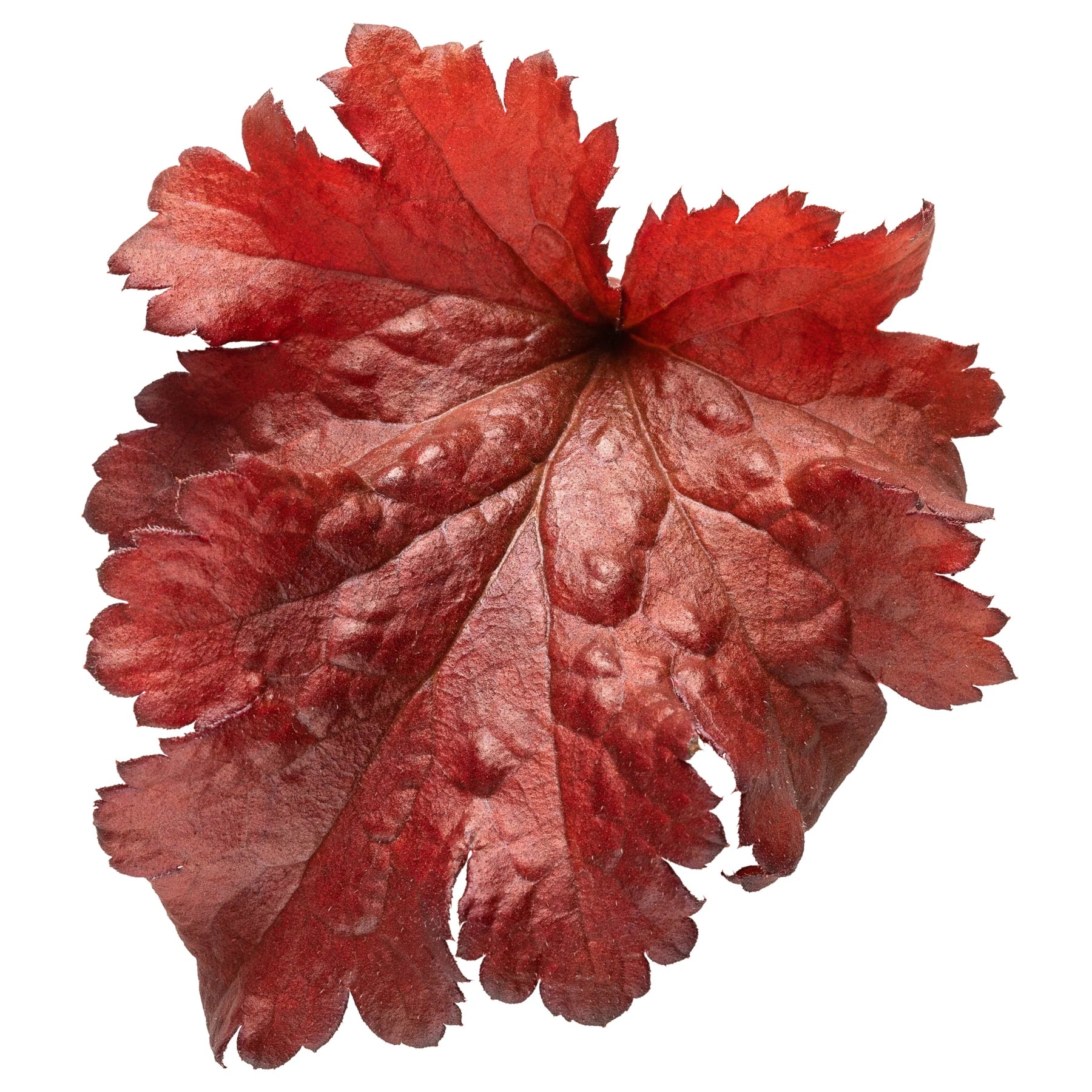 Proven Winners® Dolce® 'Cherry Truffles' Coral Bells (Heuchera)