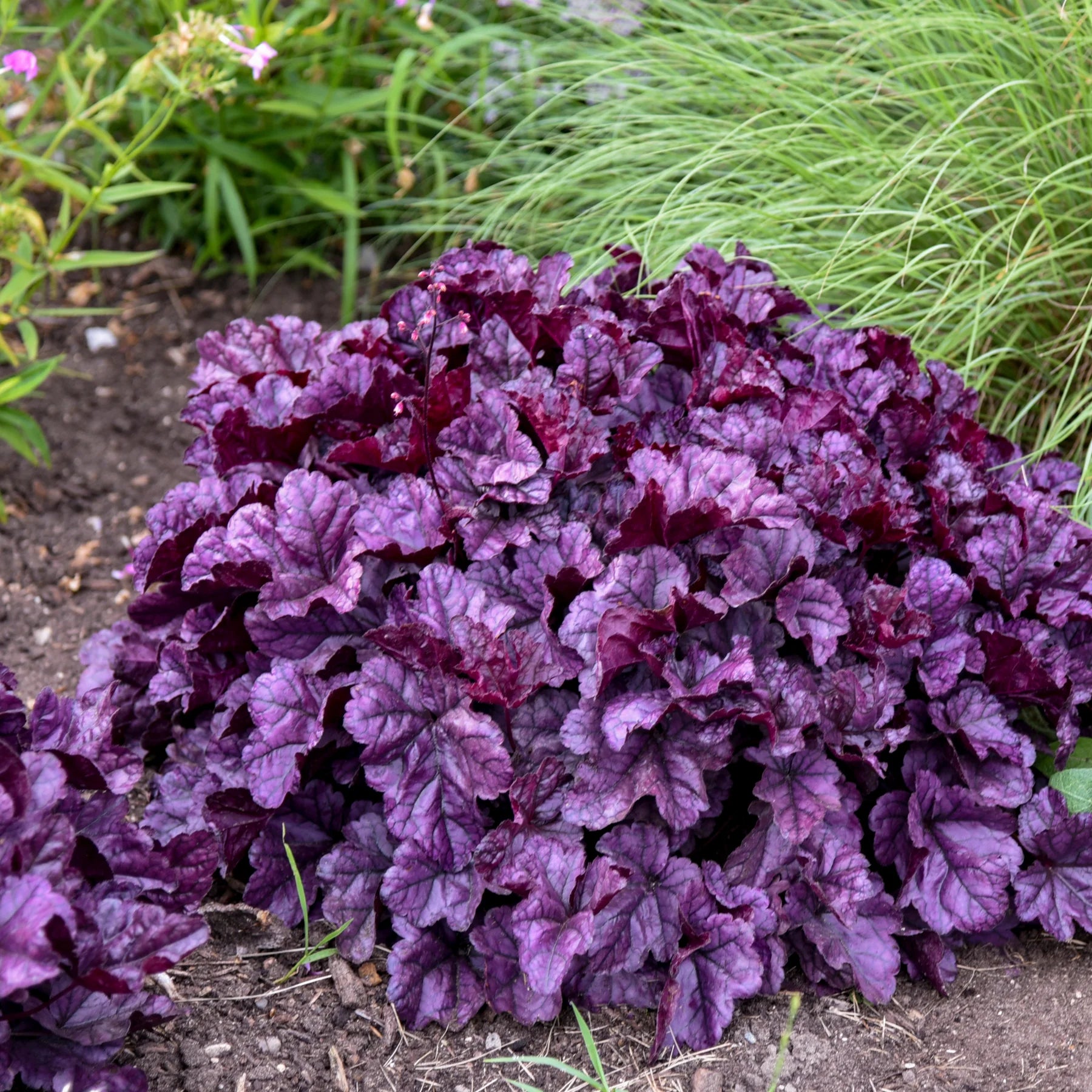 Proven Winners® Dolce® 'Wildberry' Coral Bells (Heuchera)
