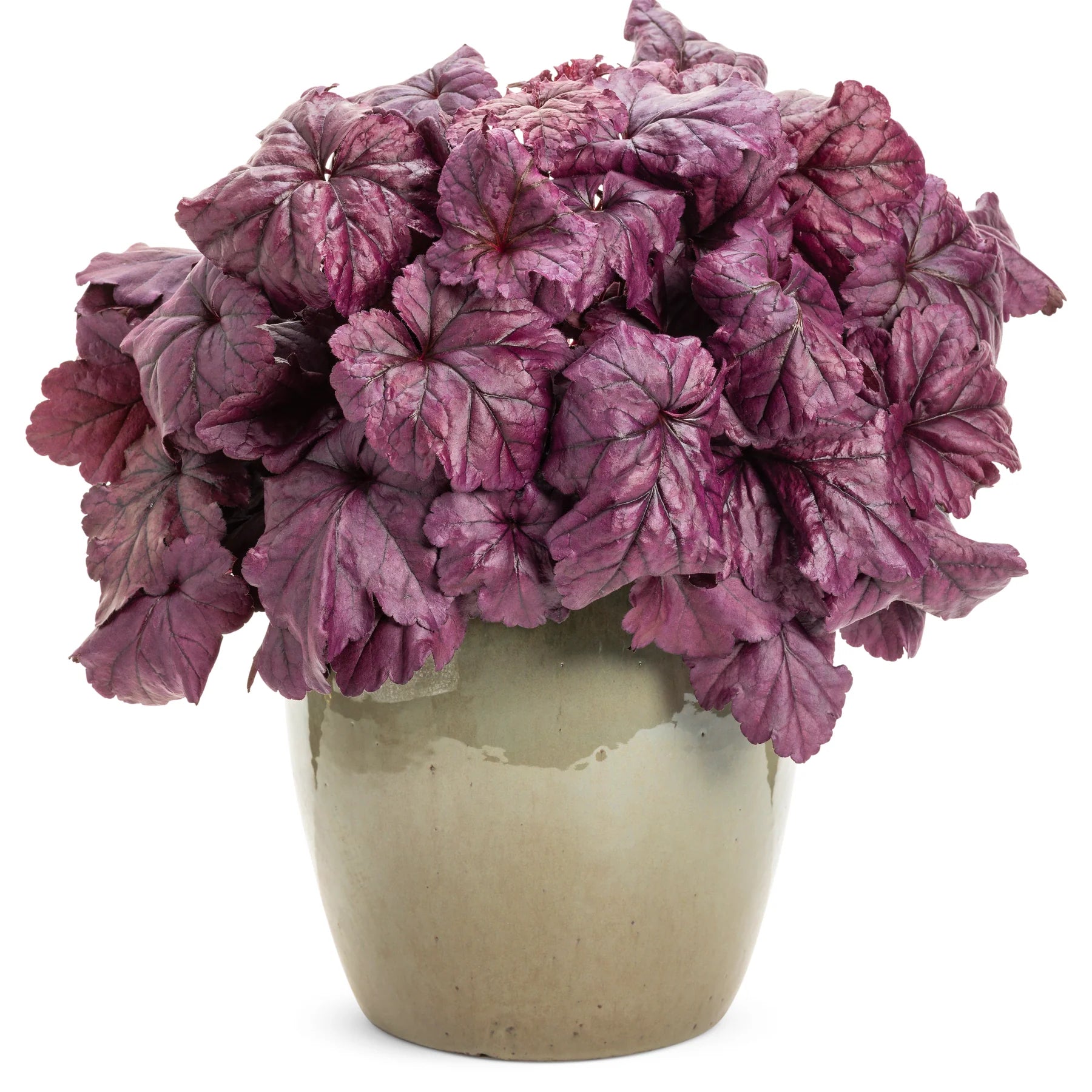 Proven Winners® Dolce® 'Wildberry' Coral Bells (Heuchera)