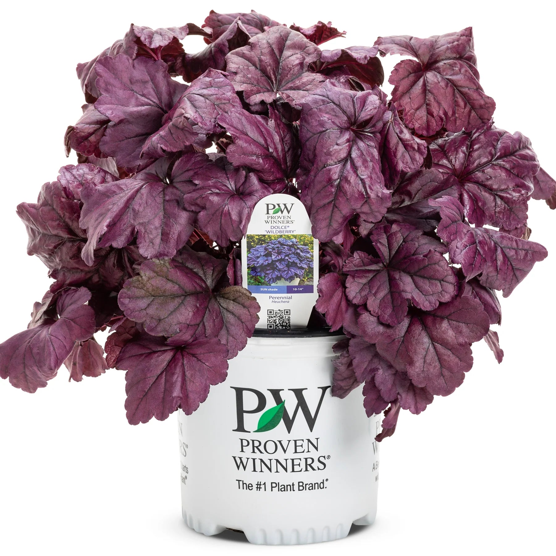 Proven Winners® Dolce® 'Wildberry' Coral Bells (Heuchera)