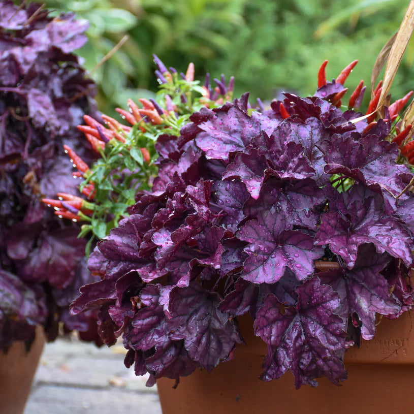 Proven Winners® Dolce® 'Wildberry' Coral Bells (Heuchera)