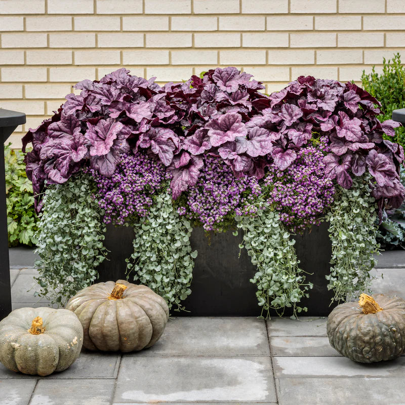 Proven Winners® Dolce® 'Wildberry' Coral Bells (Heuchera)