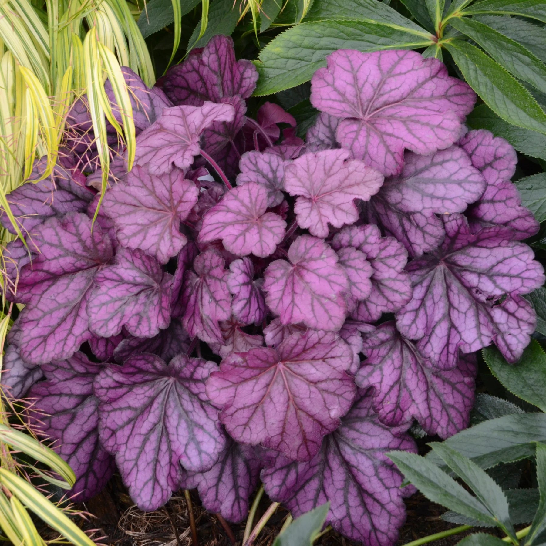 Proven Winners® Primo® 'Wild Rose' Coral Bells (Heuchera)