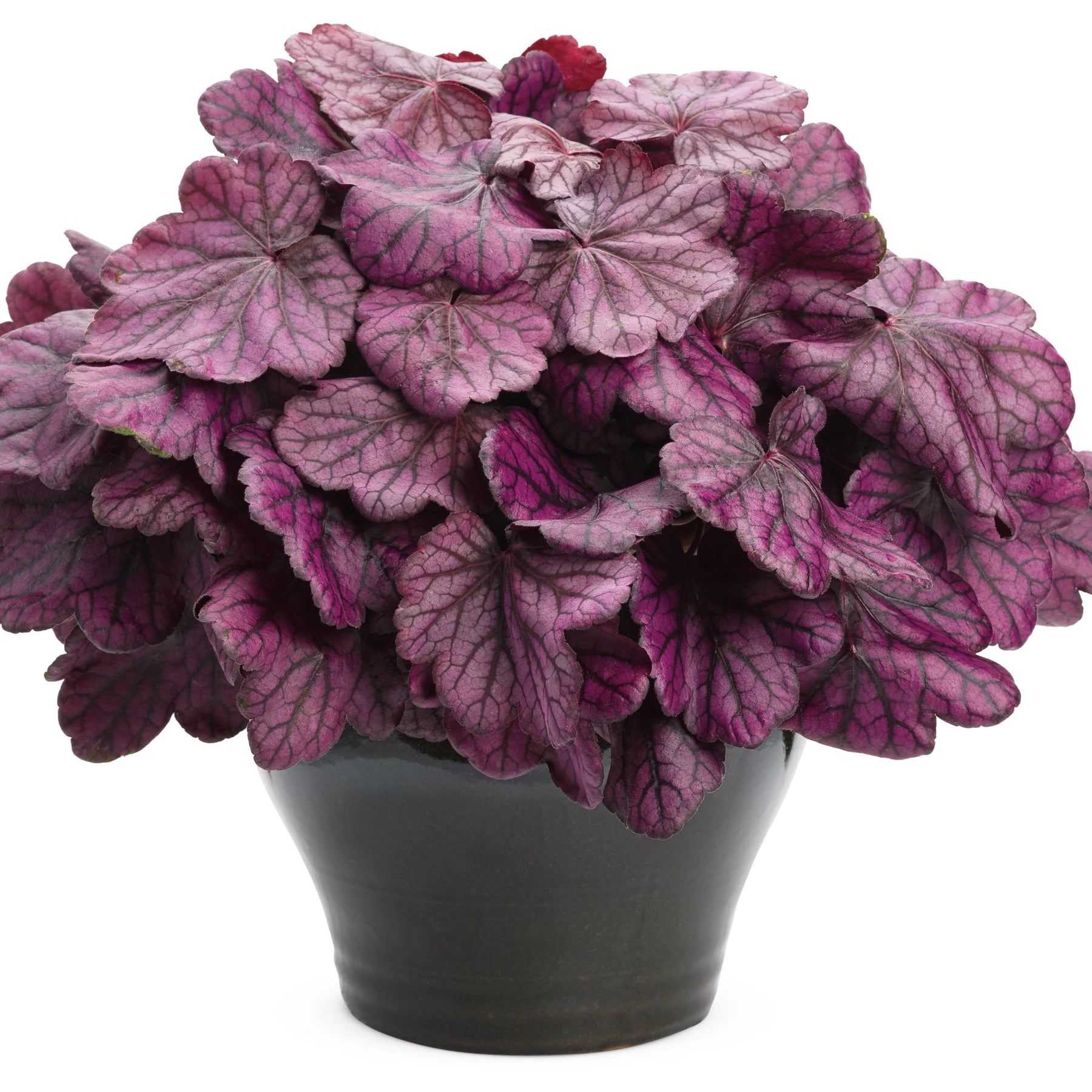 Proven Winners® Primo® 'Wild Rose' Coral Bells (Heuchera)