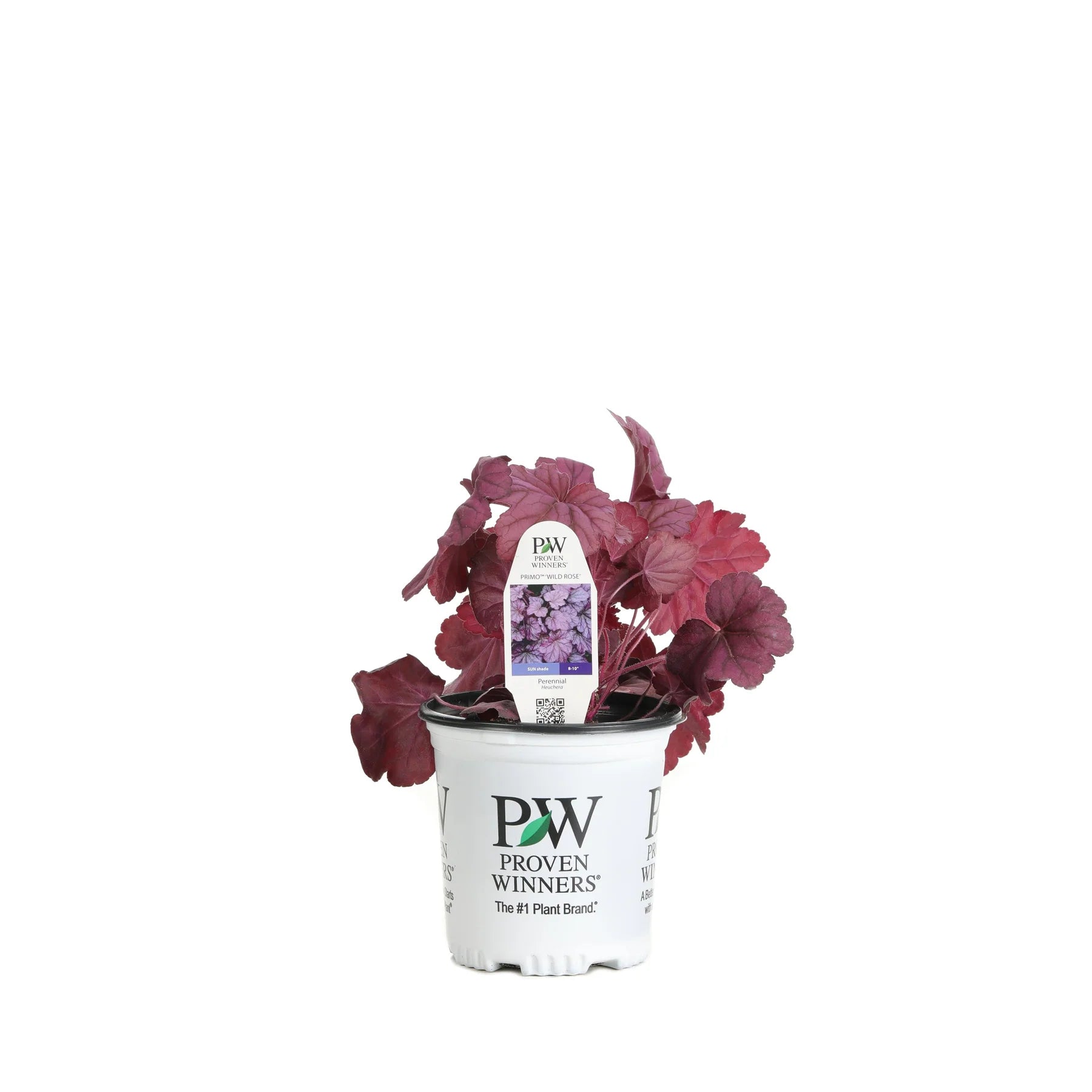 Proven Winners® Primo® 'Wild Rose' Coral Bells (Heuchera)
