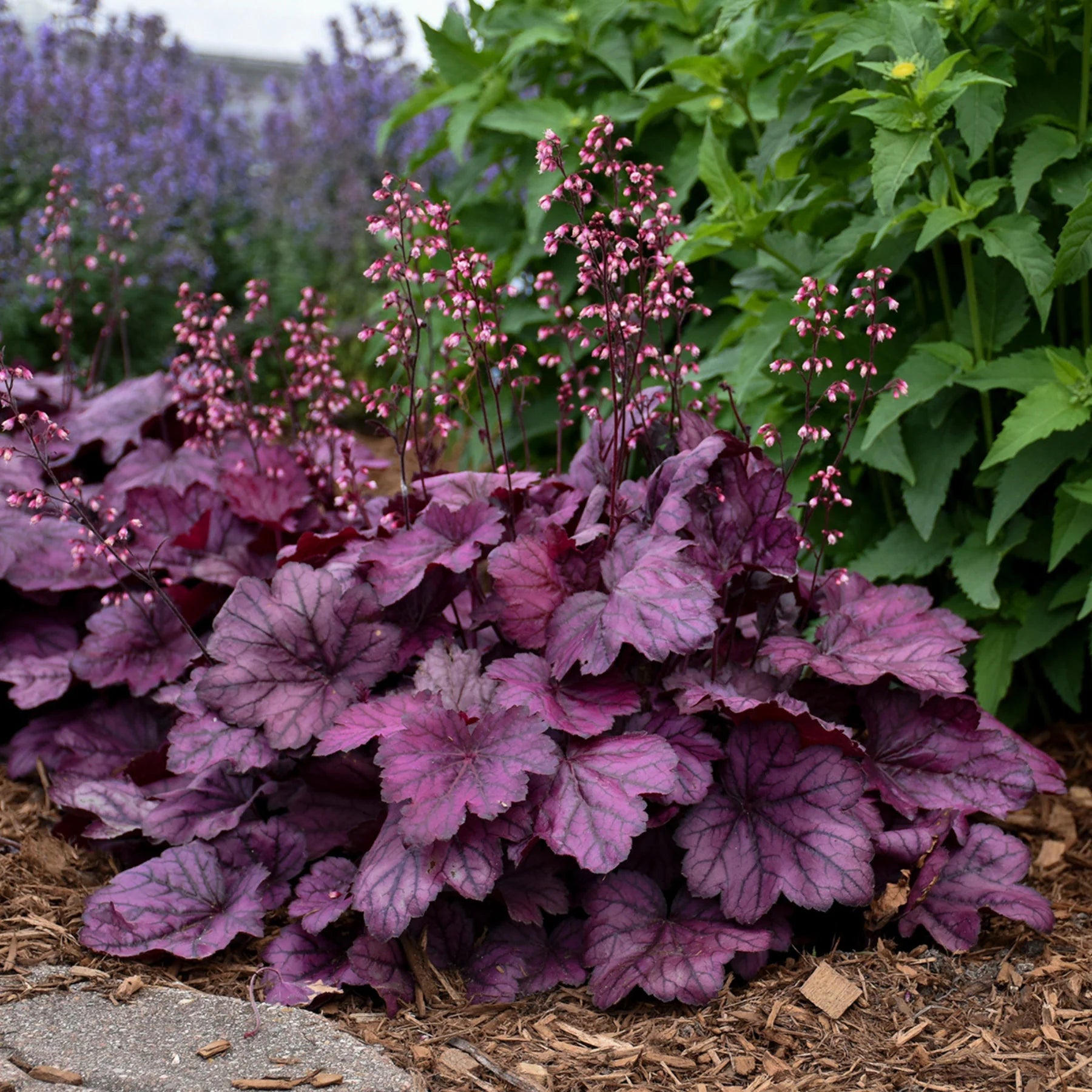 Proven Winners® Primo® 'Wild Rose' Coral Bells (Heuchera)