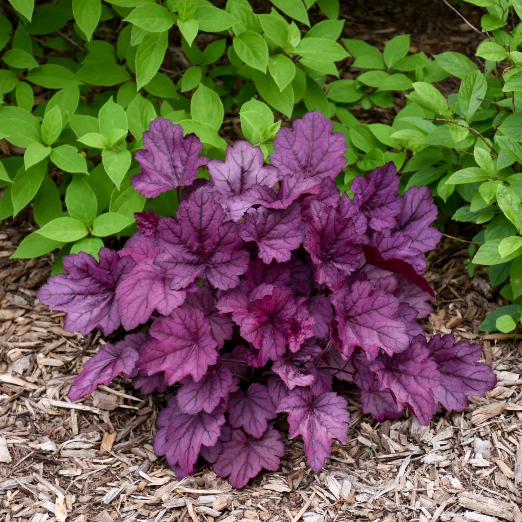 Proven Winners® Primo® 'Wild Rose' Coral Bells (Heuchera)