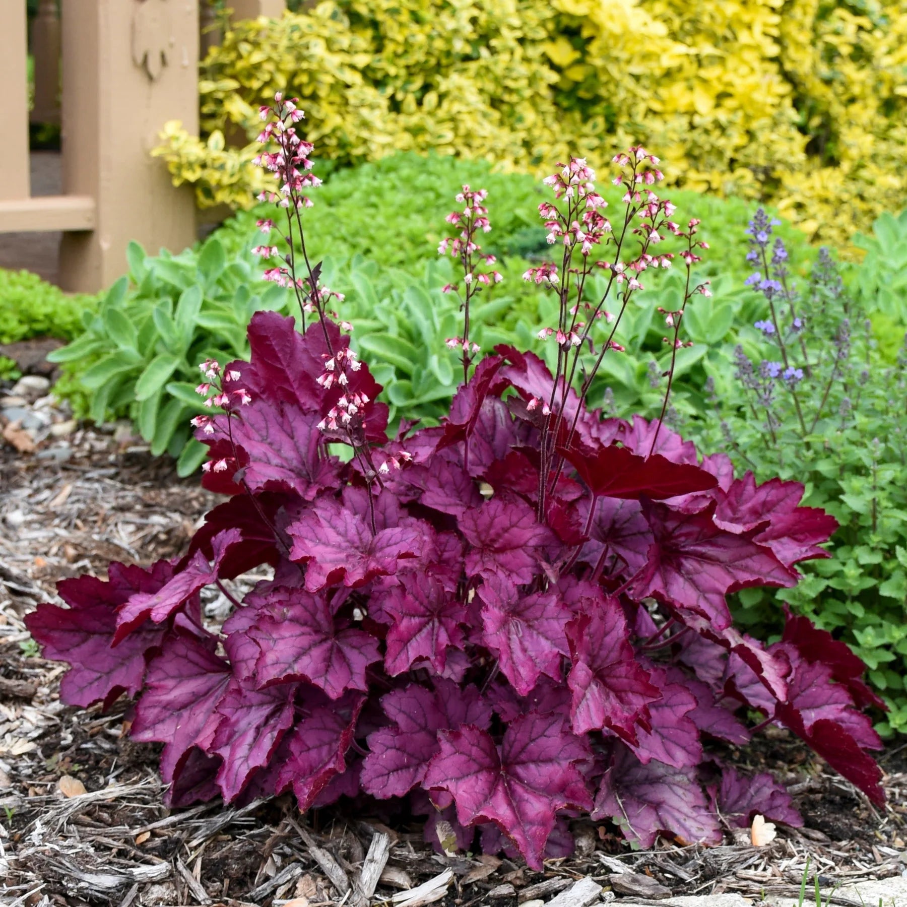 Proven Winners® Primo® 'Wild Rose' Coral Bells (Heuchera)