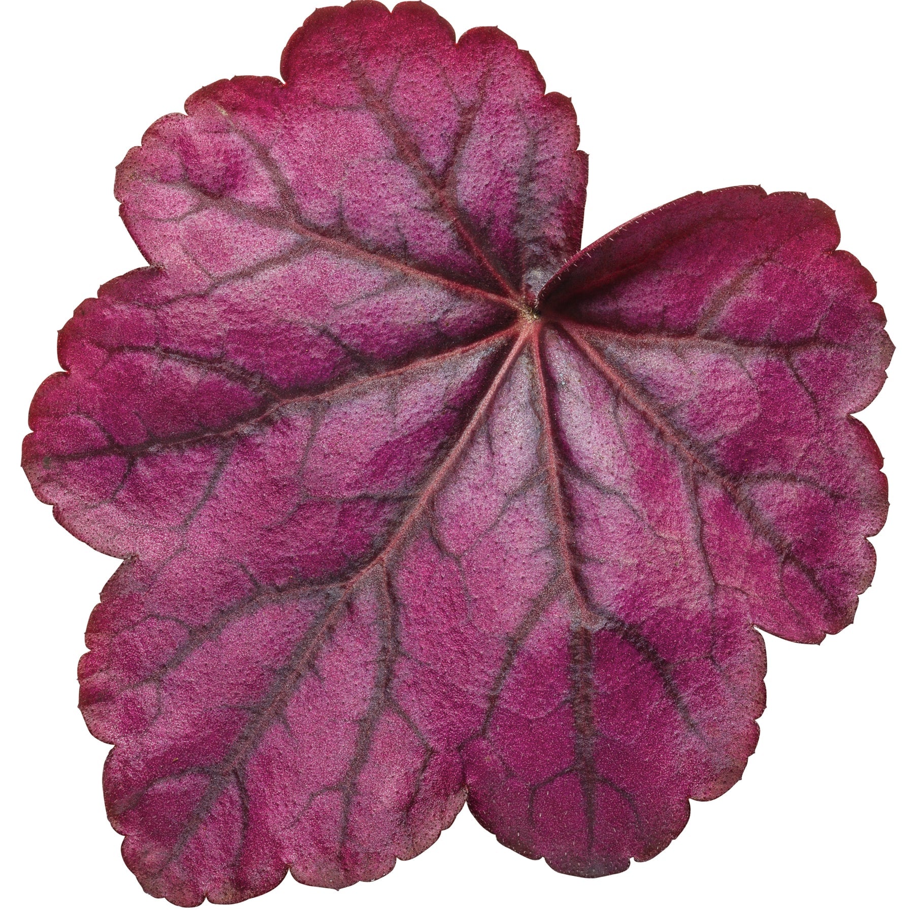 Proven Winners® Primo® 'Wild Rose' Coral Bells (Heuchera)