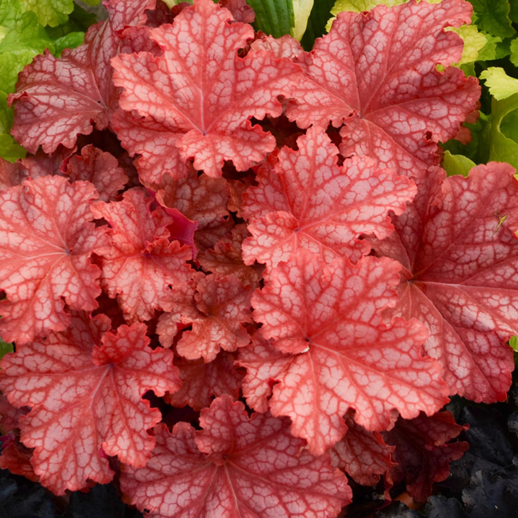 Proven Winners® Primo® 'Peachberry Ice' Coral Bells (Heuchera)