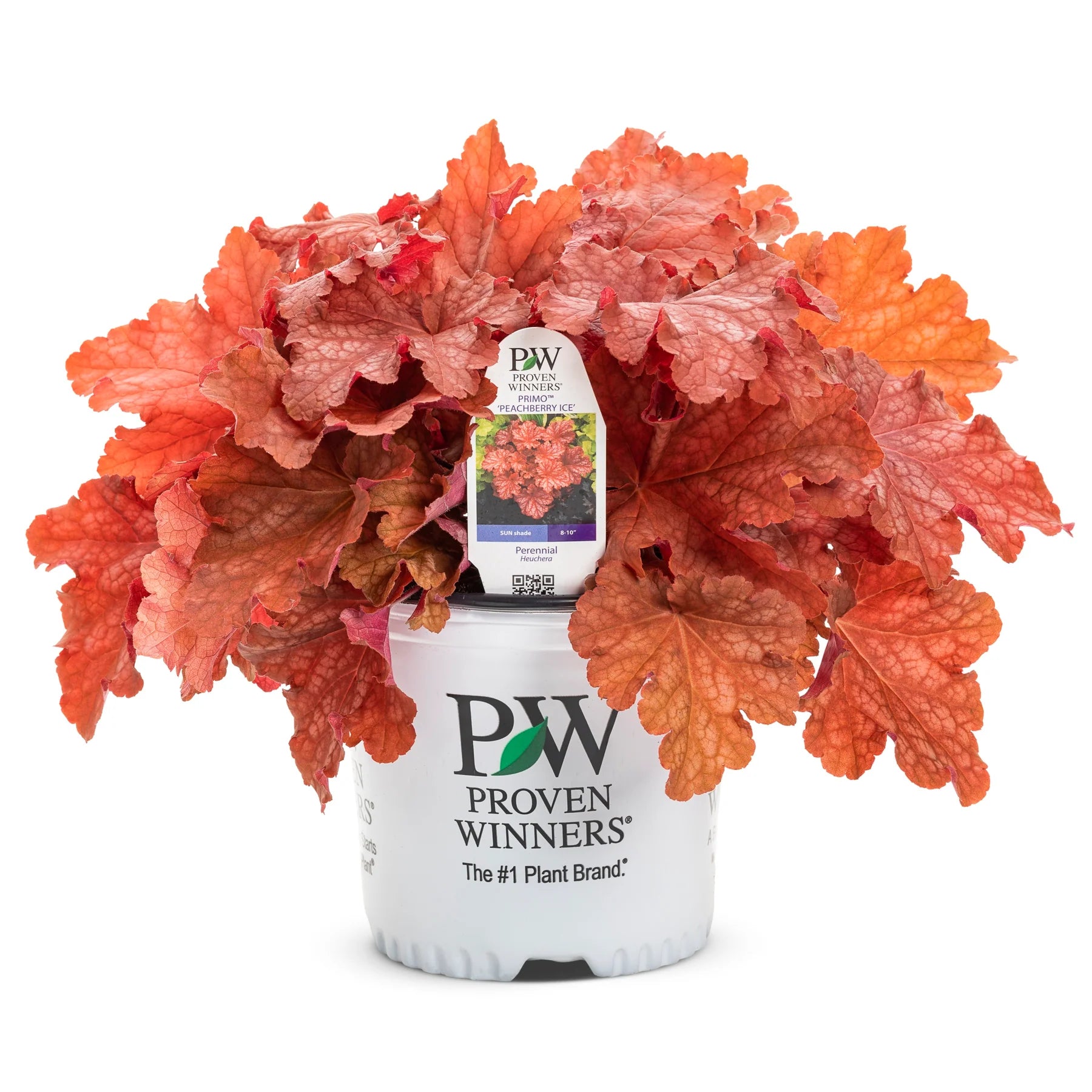 Proven Winners® Primo® 'Peachberry Ice' Coral Bells (Heuchera)
