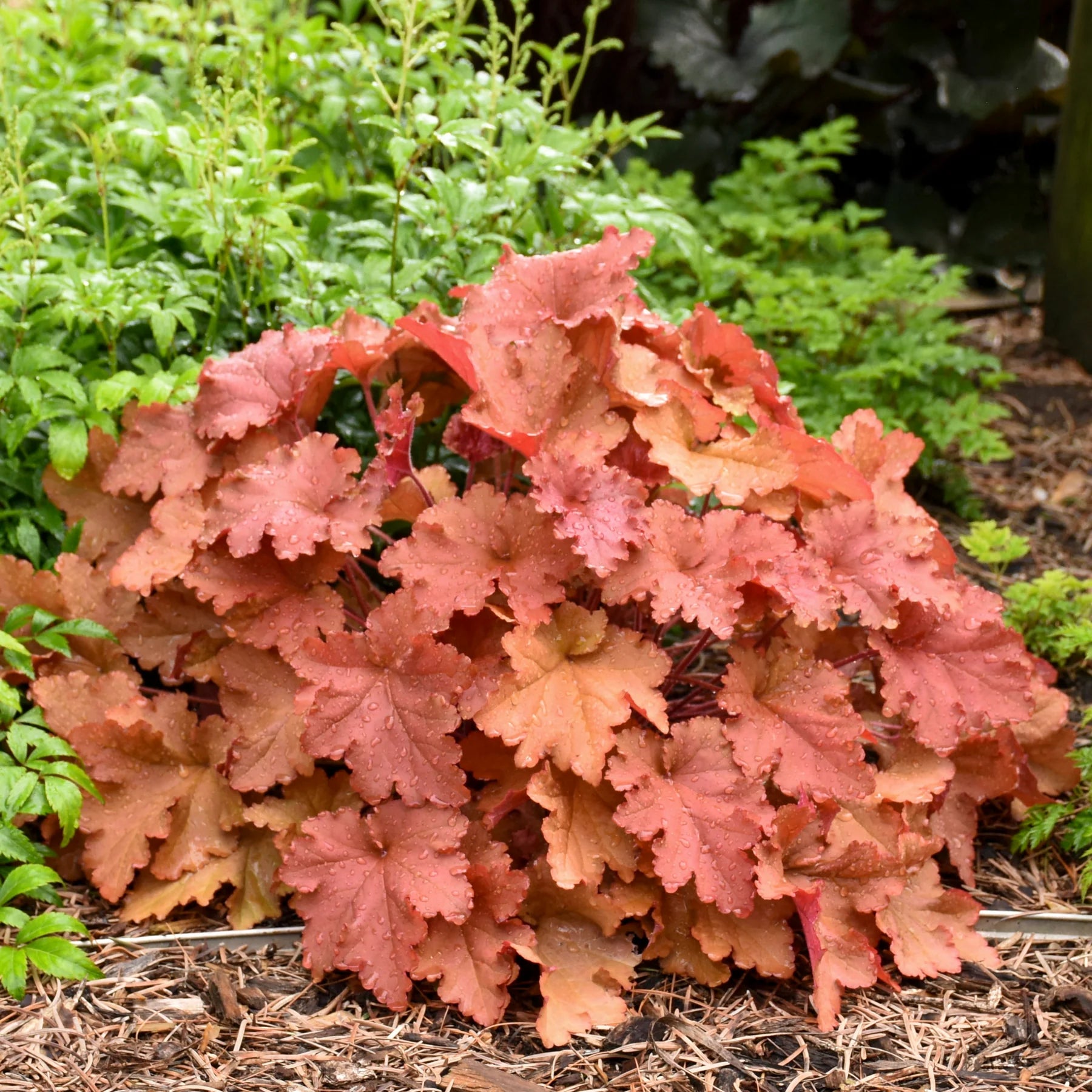 Proven Winners® Primo® 'Peachberry Ice' Coral Bells (Heuchera)