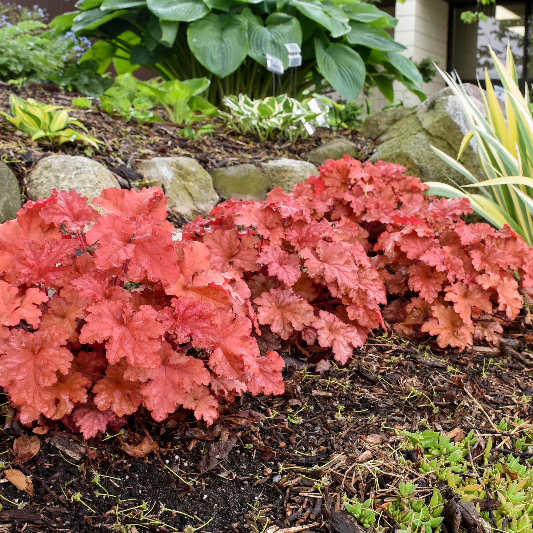 Proven Winners® Primo® 'Peachberry Ice' Coral Bells (Heuchera)