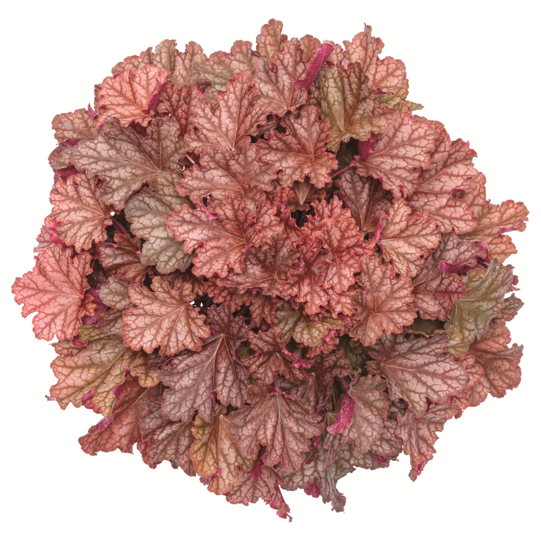 Proven Winners® Primo® 'Peachberry Ice' Coral Bells (Heuchera)