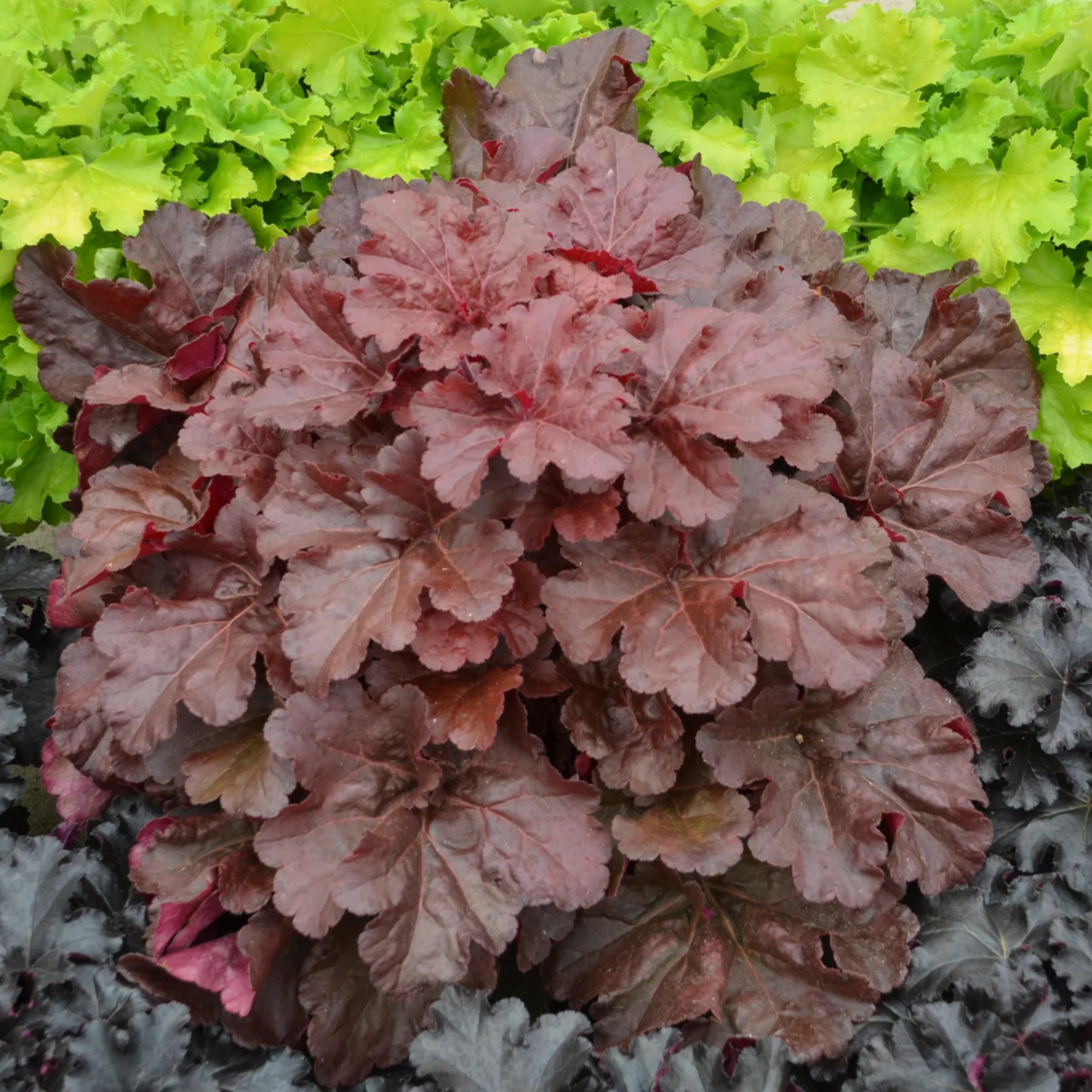 Proven Winners® Primo® 'Mahogany Monster' Coral Bells (Heuchera)