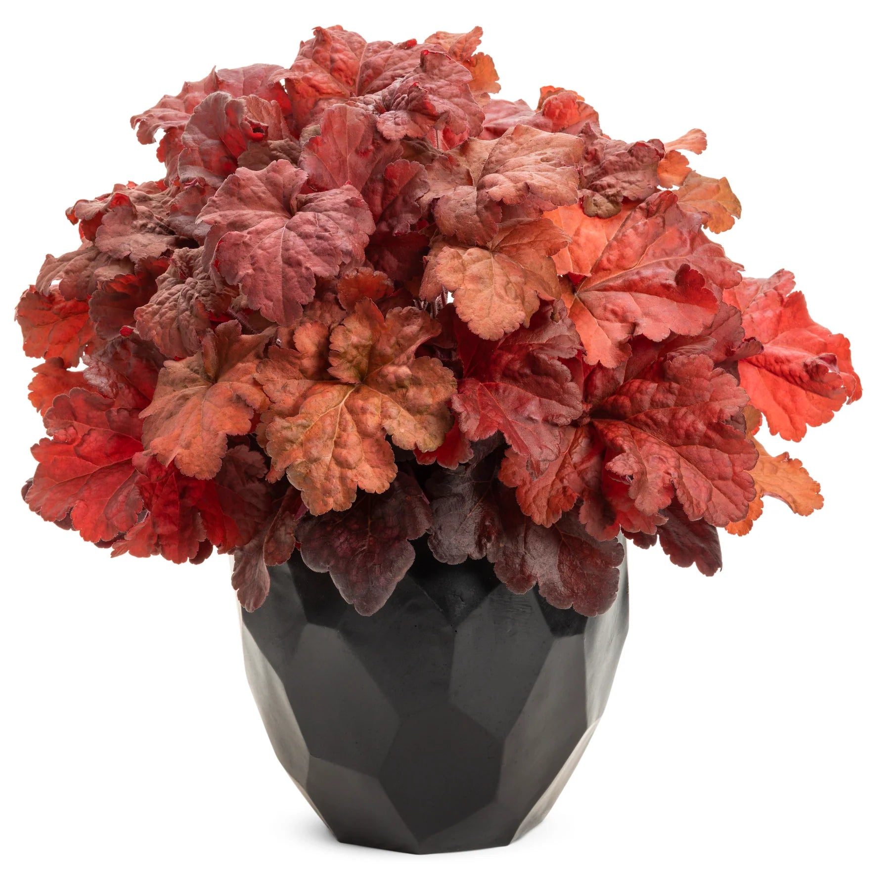 Proven Winners® Primo® 'Mahogany Monster' Coral Bells (Heuchera)