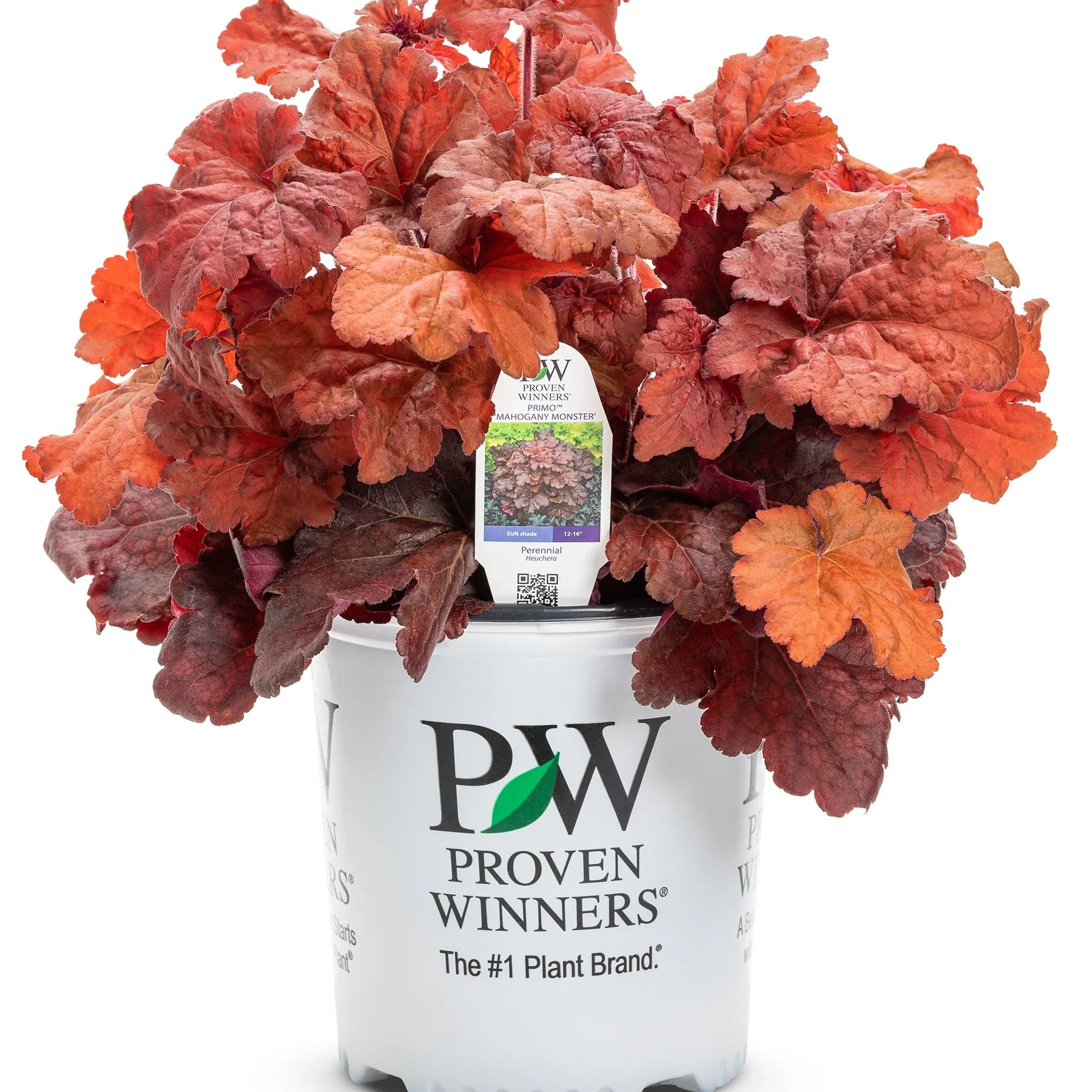 Proven Winners® Primo® 'Mahogany Monster' Coral Bells (Heuchera)